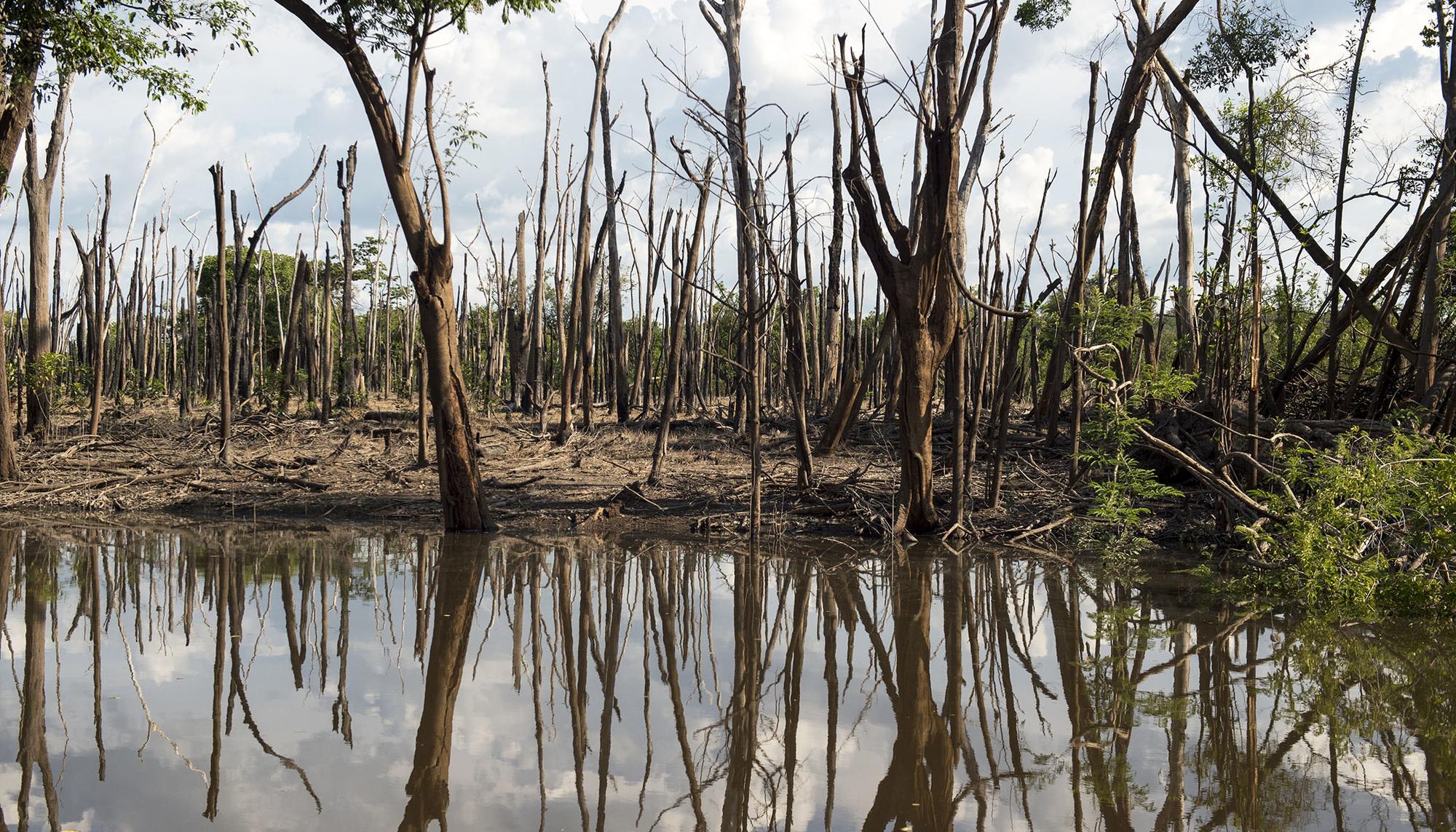 Afluente del Amazonas dañado por los procesos de deforestación