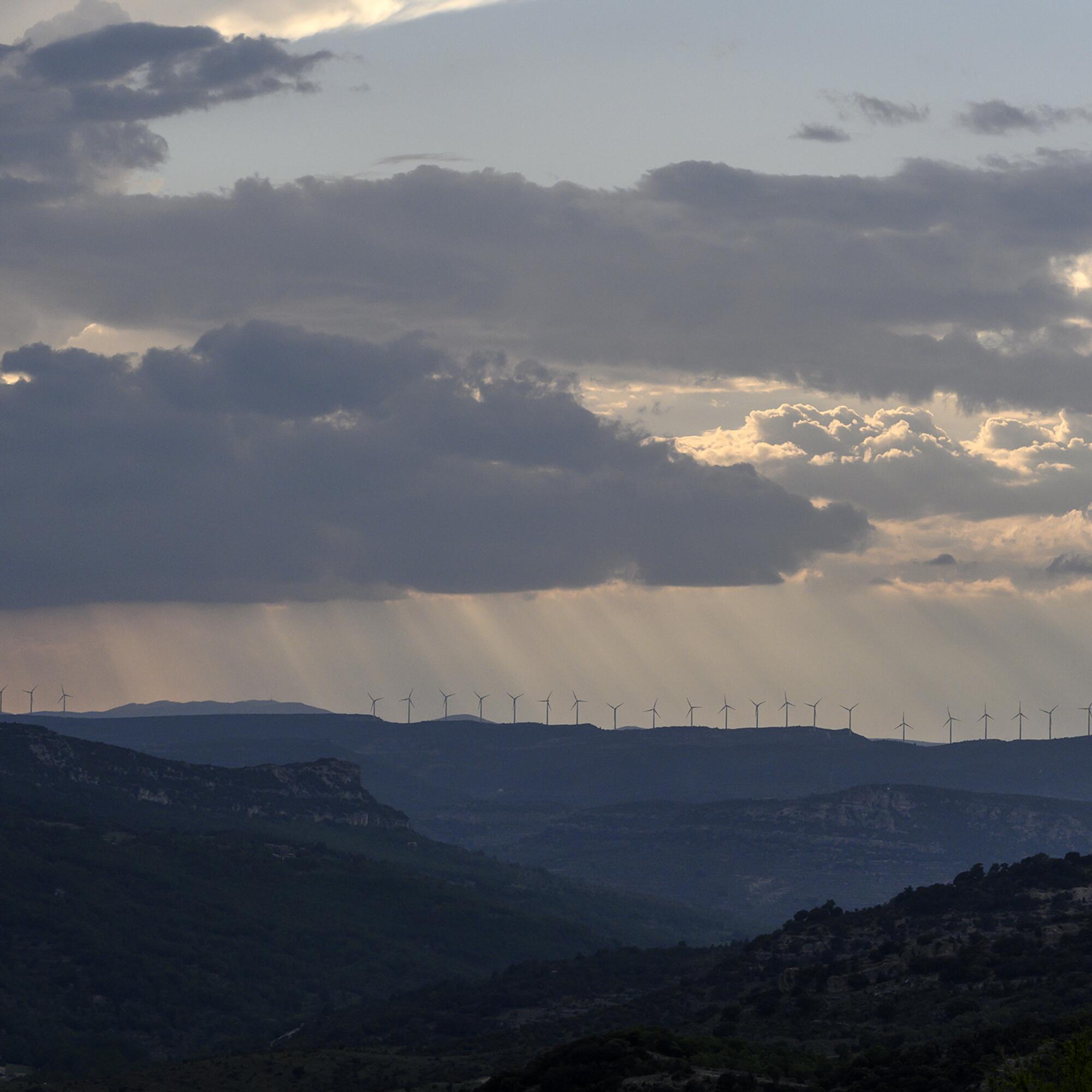 Morella eólicas