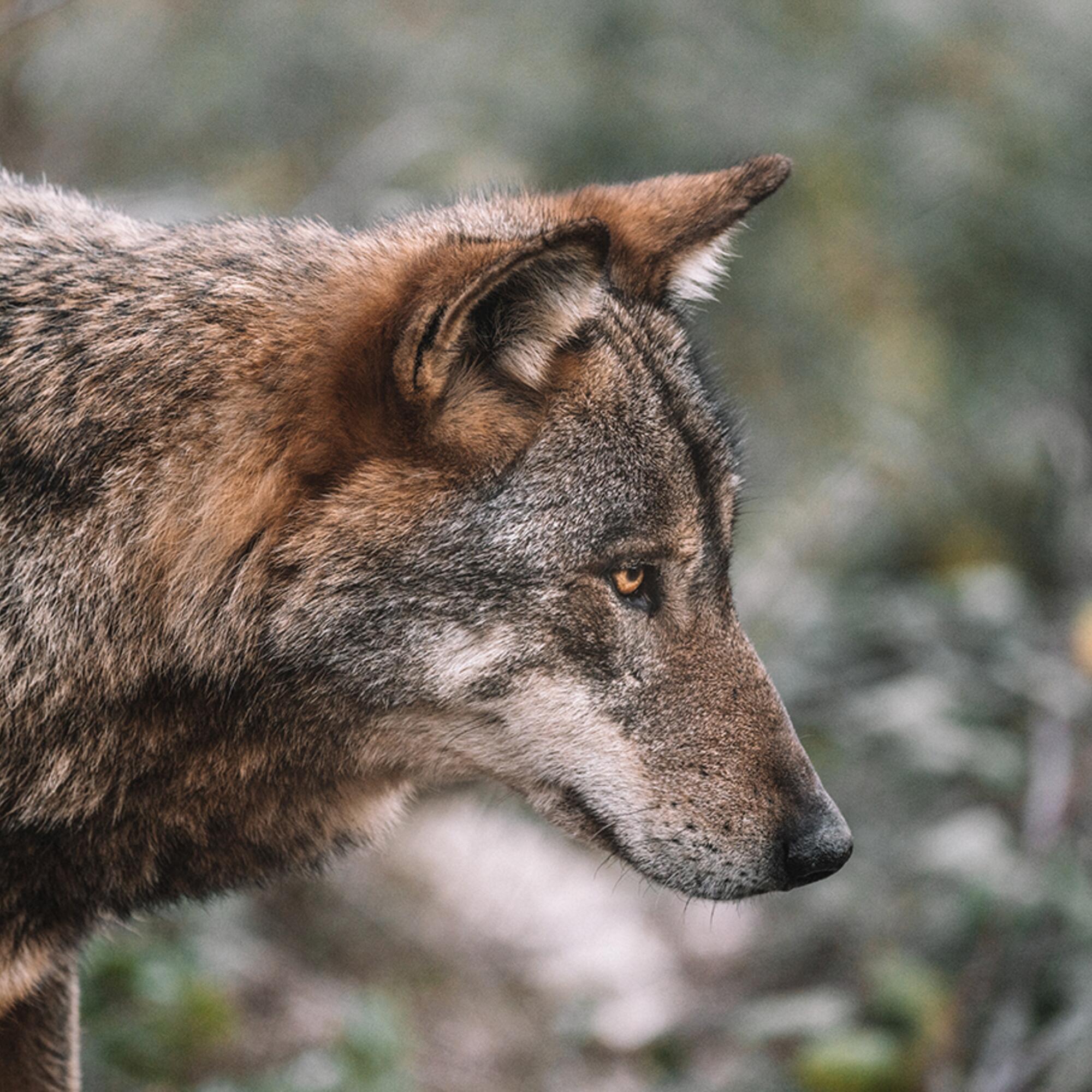 Lobo Federico di Dio