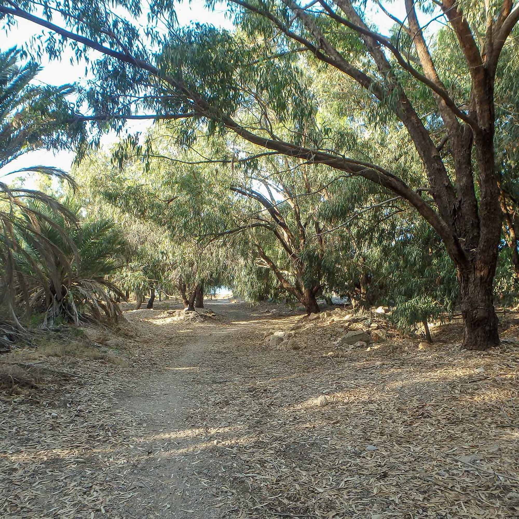 Palmeral Azohia Murcia