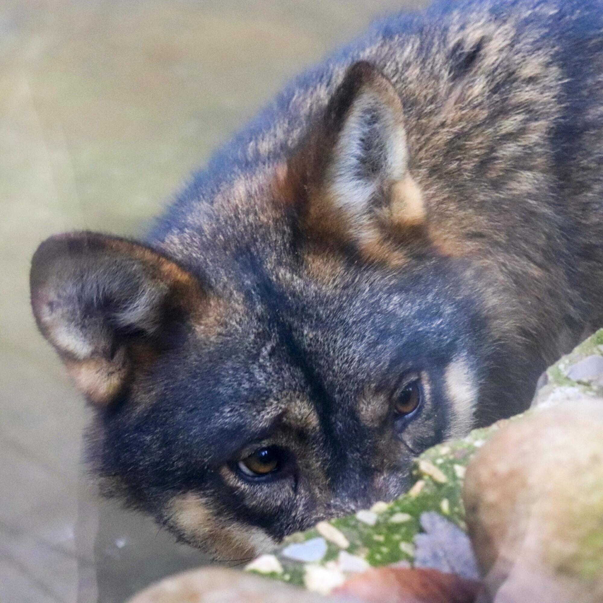 Lobo en cautividad