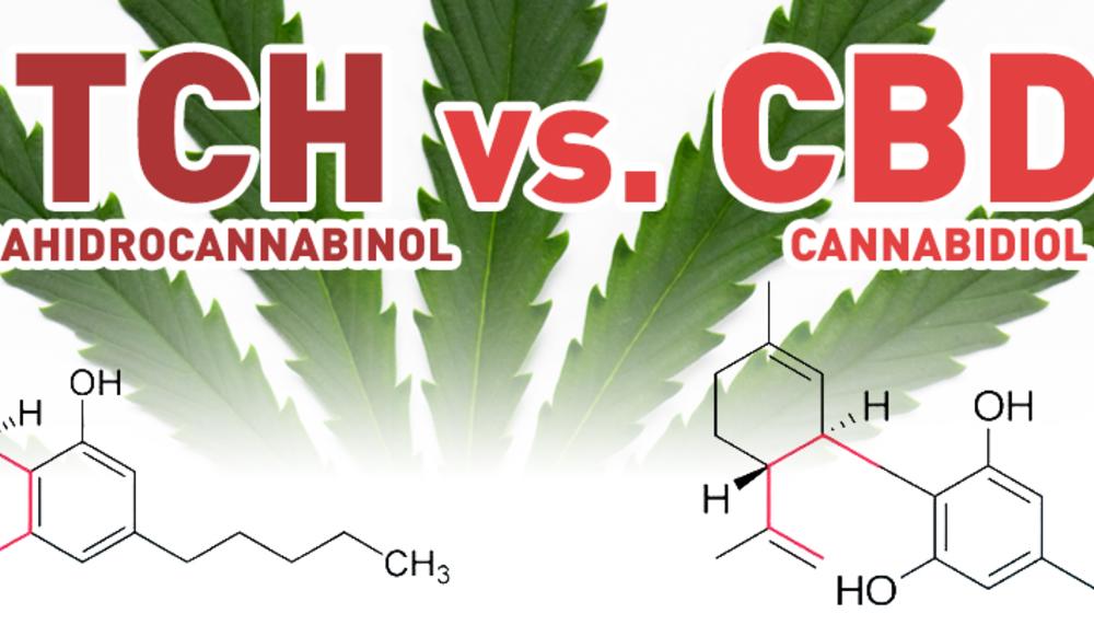 Cannabis | Diferencias Entre THC Y CBD - El Salto - Edición General