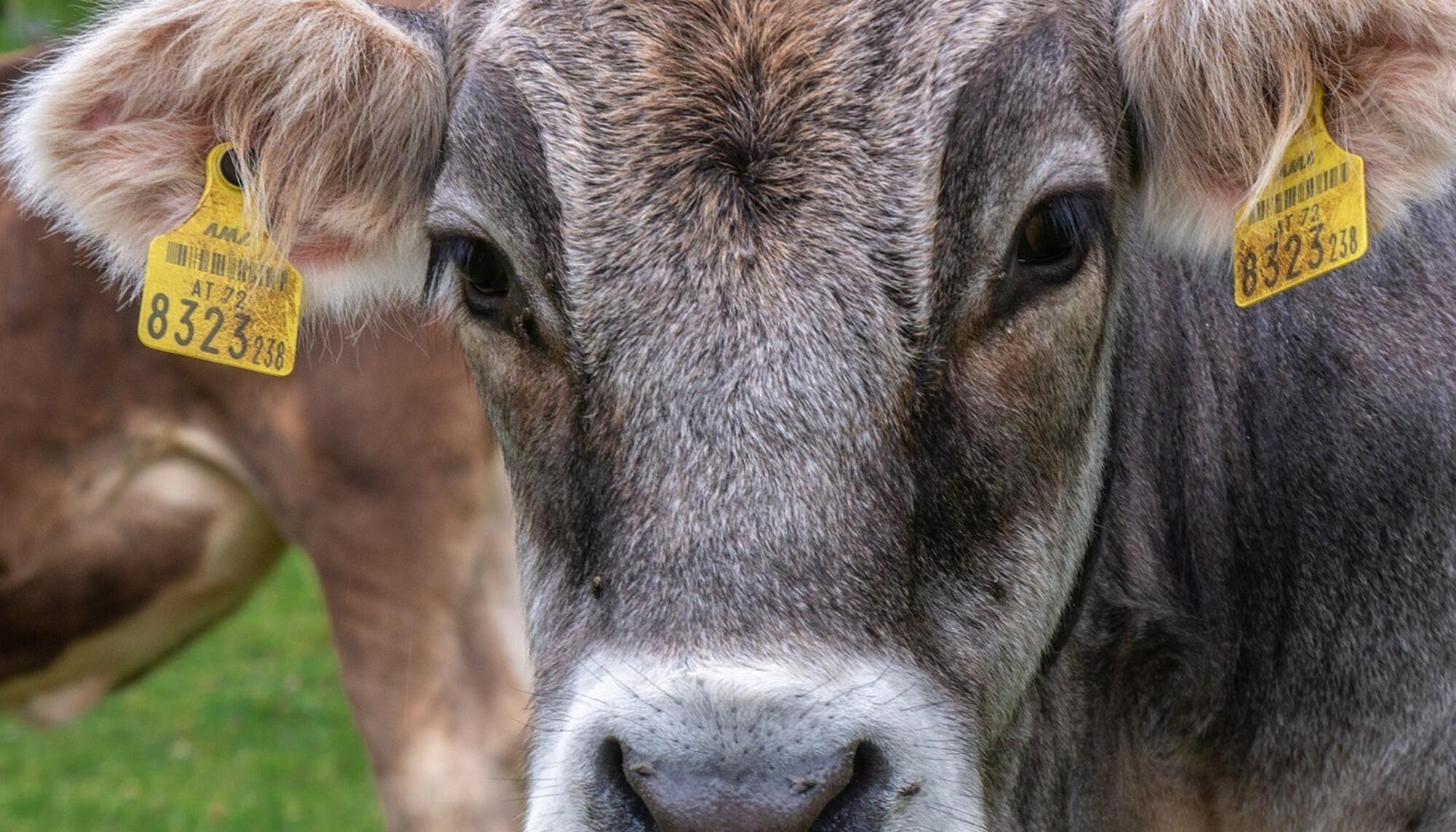 Proteger la biodiversidad con ética animal