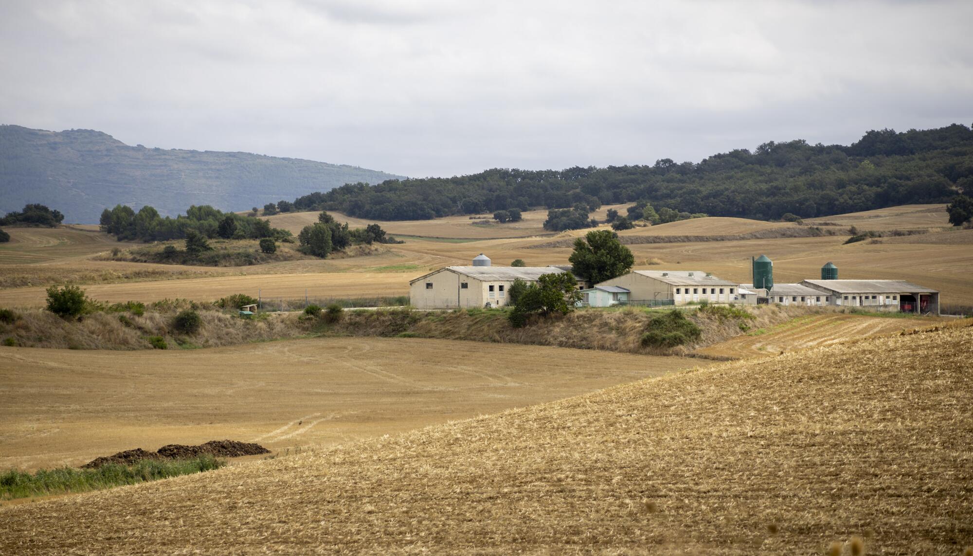 Granja porcina Navarra 2