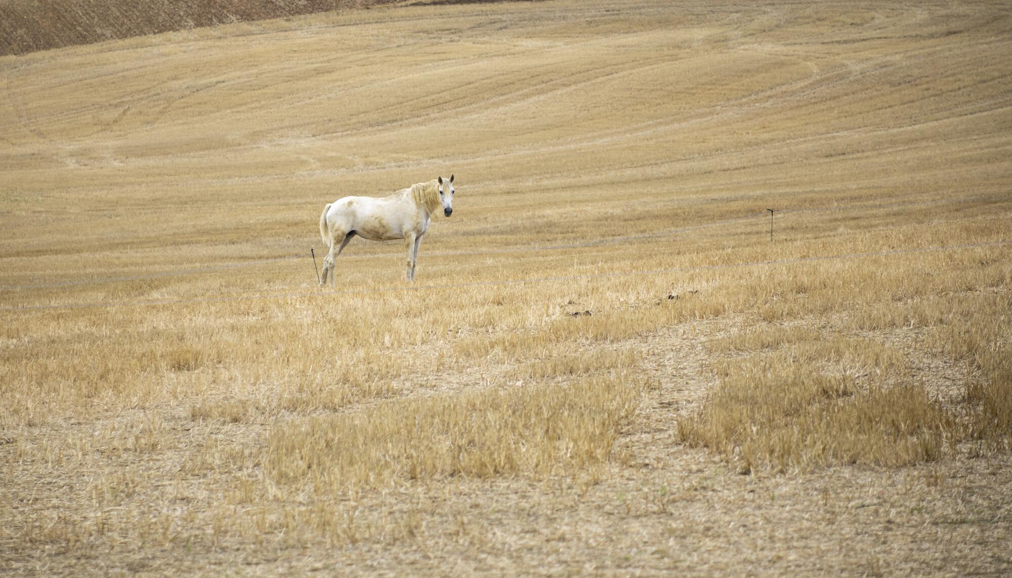 Caballo Navarra