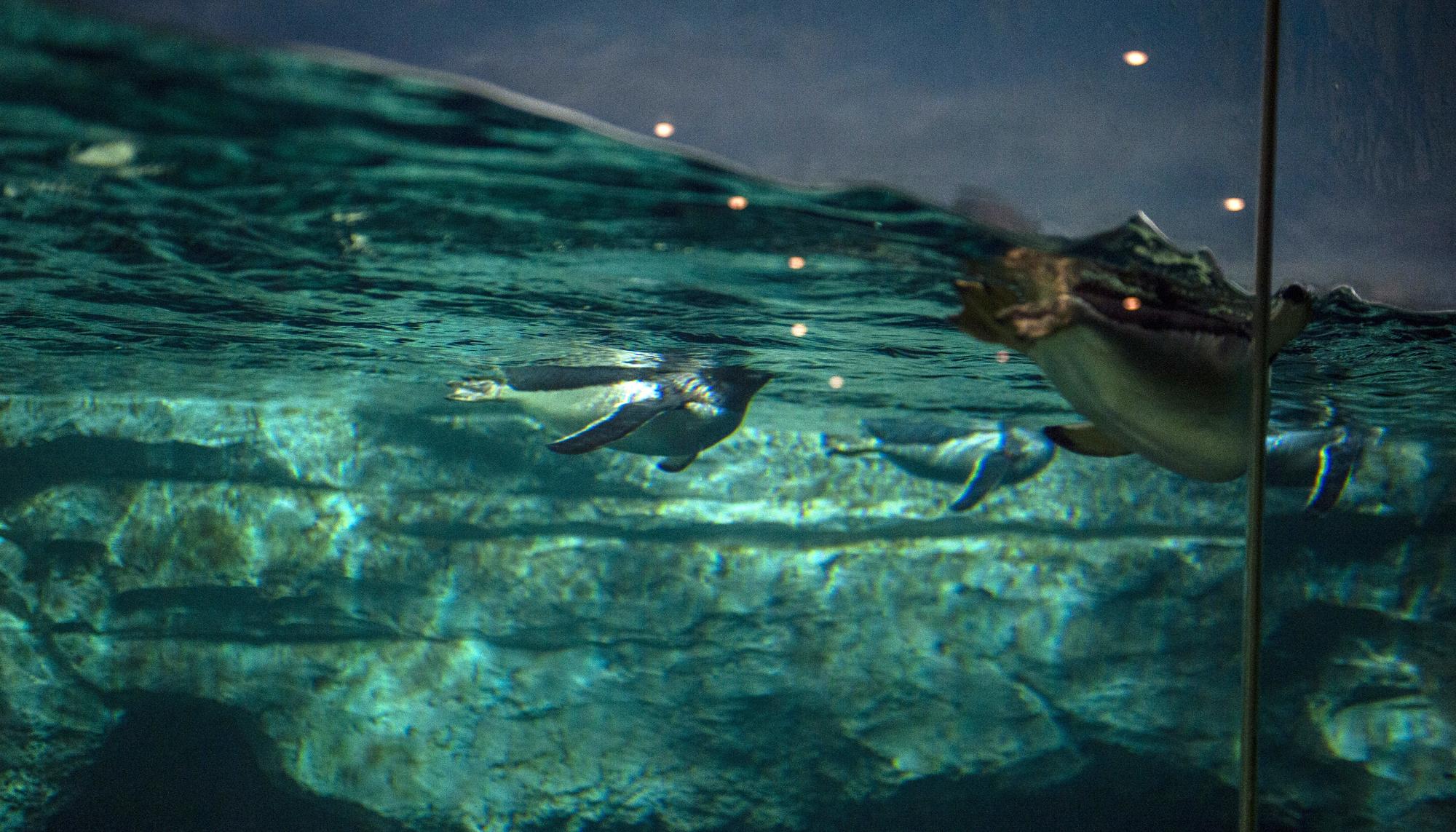 Pingüinos en un parque acuático