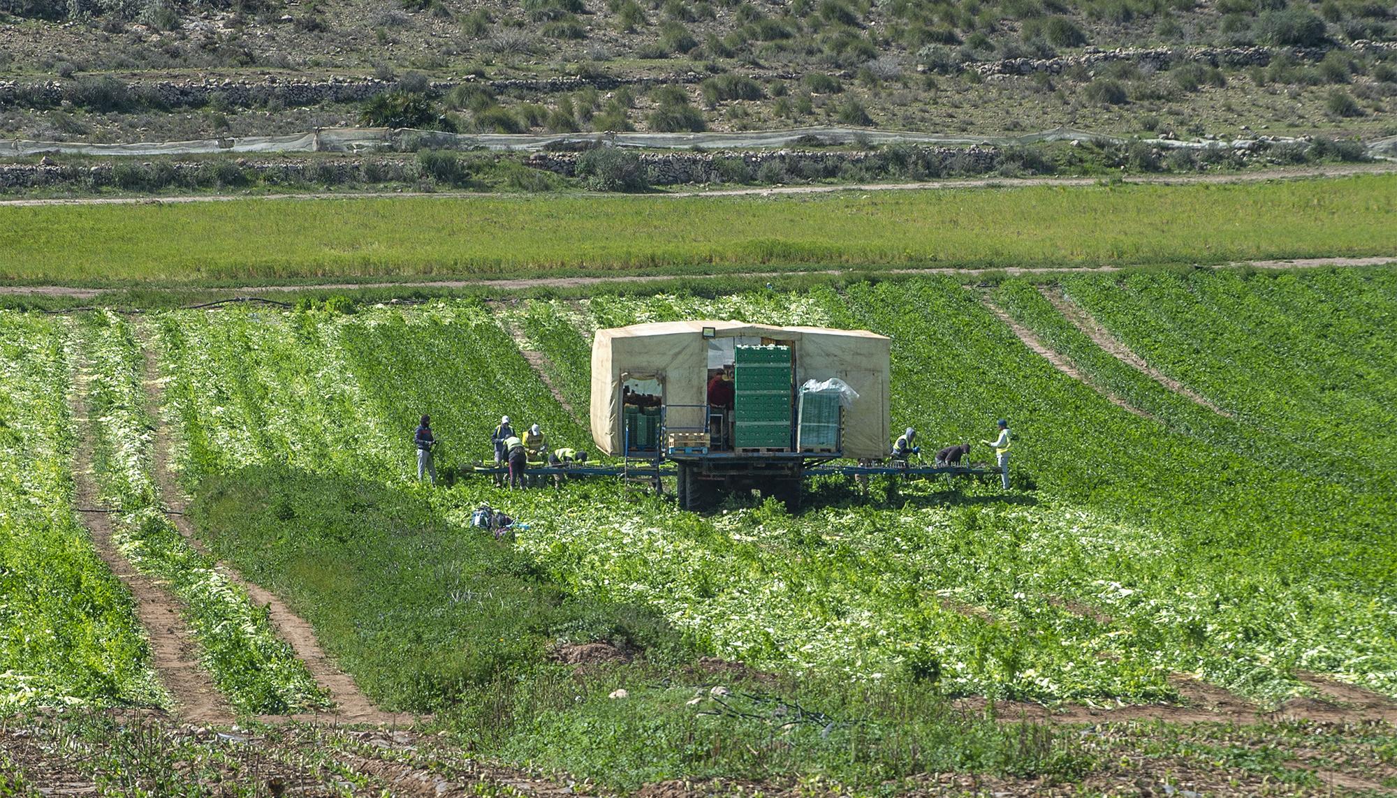 Envasado agrícola Almería