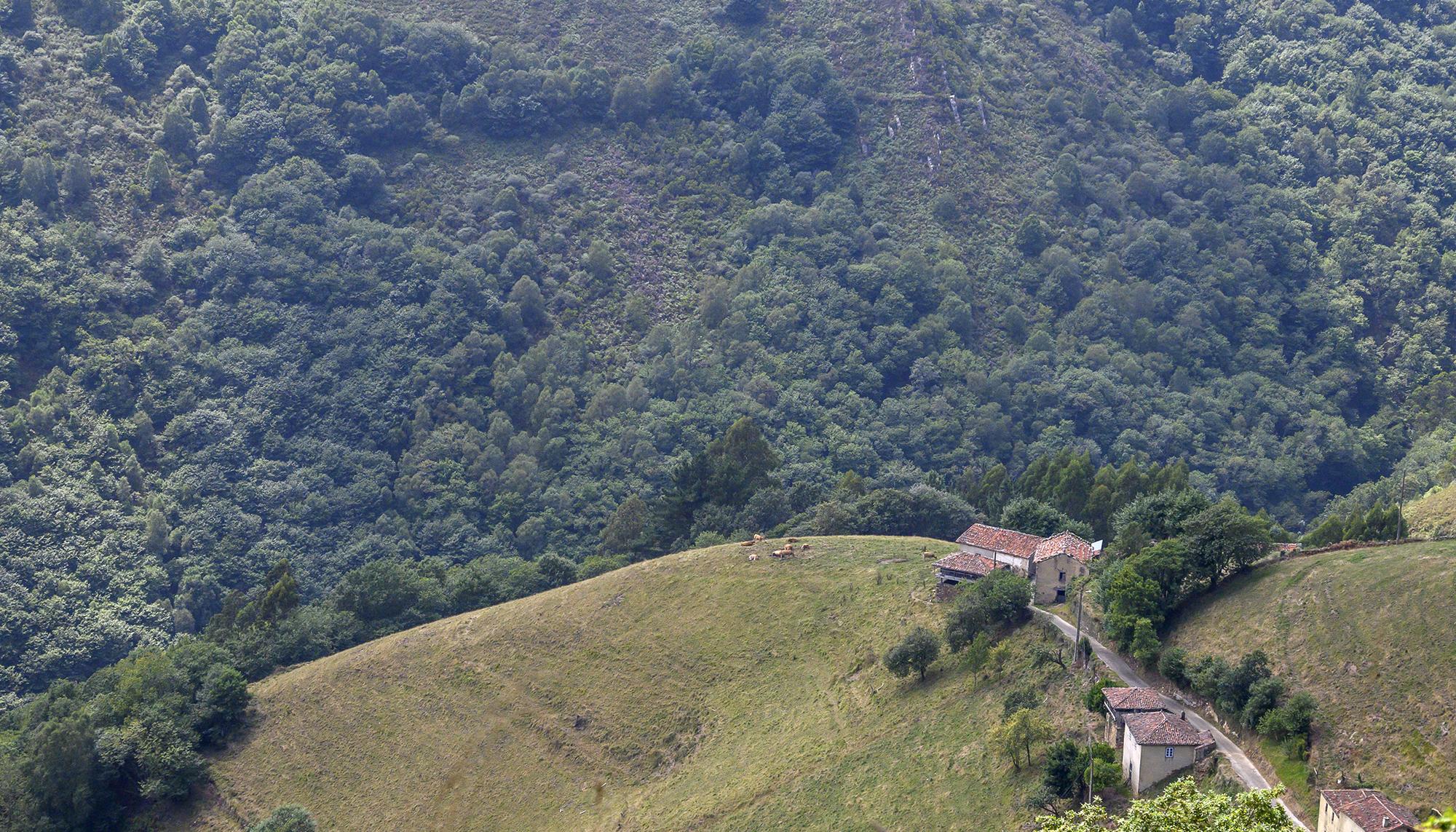 Asturias rural eólica verano - 10