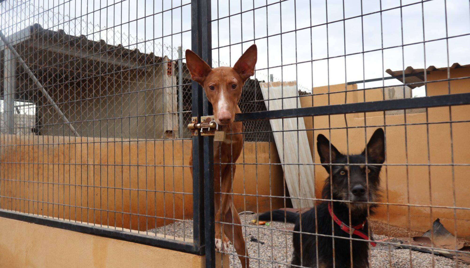 Fotos Valencia animales - 6