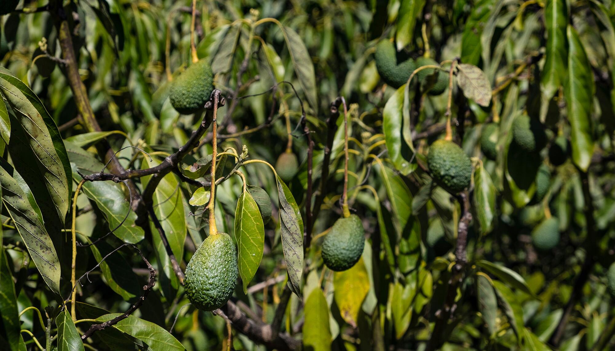 Aguacates Granada