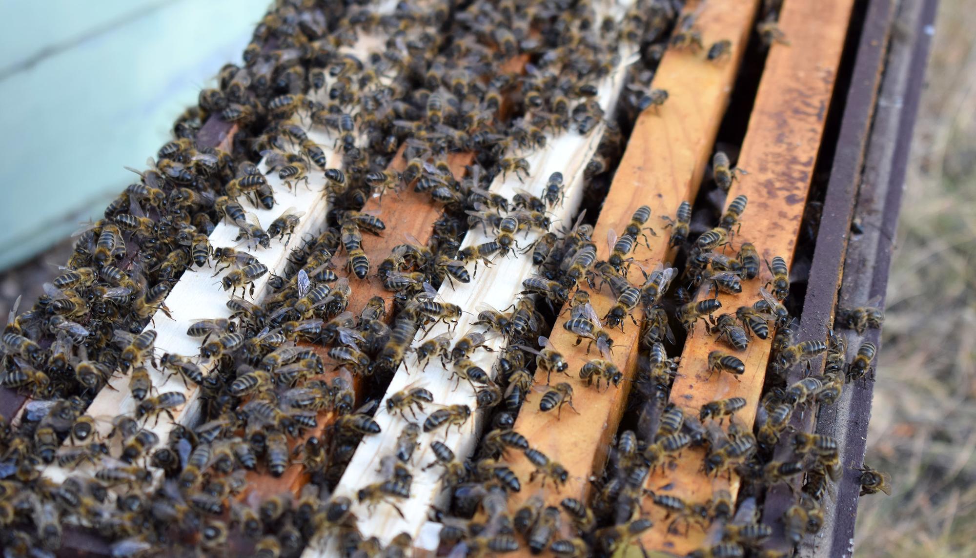 El excelente ejemplo de organización que nos dan las abejas - Productos del  Bosque Seco - tienda de la miel