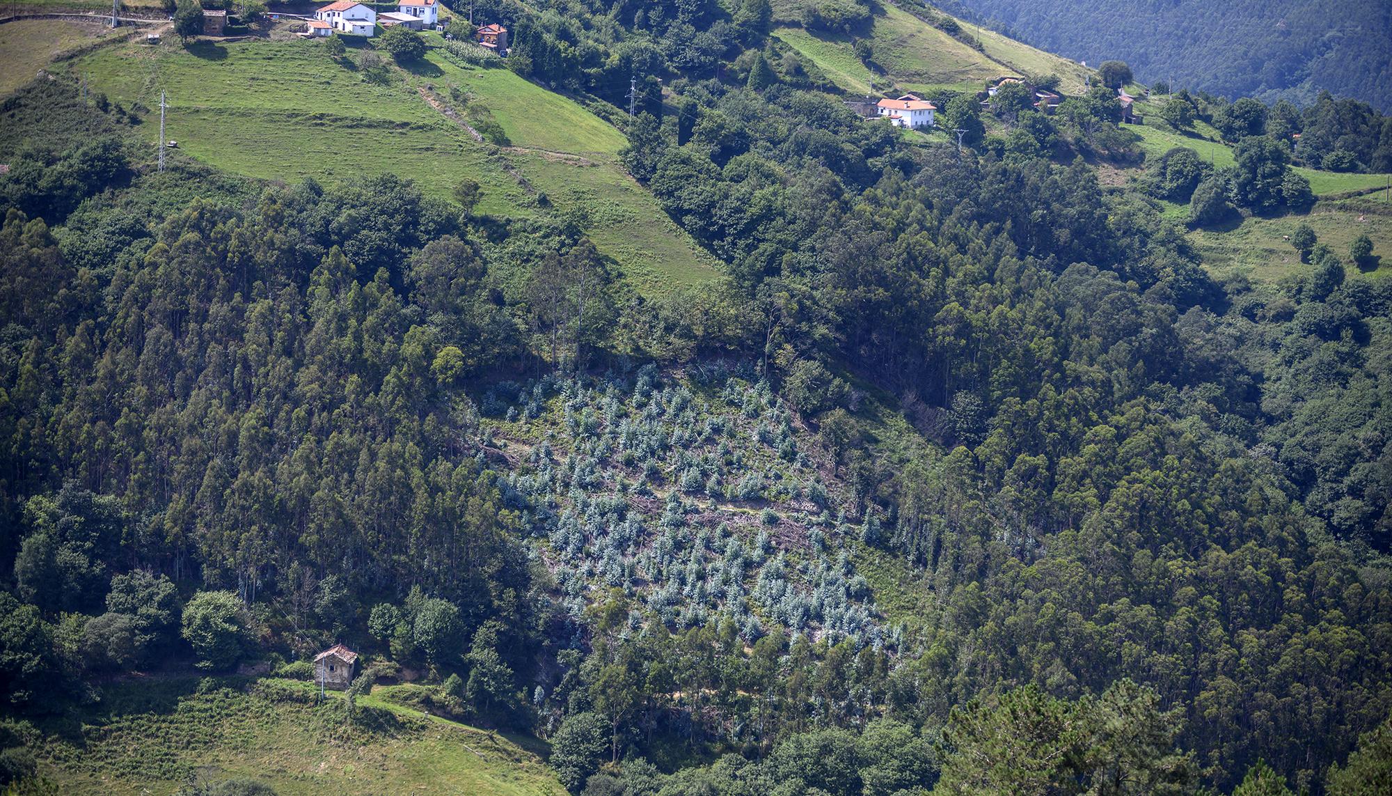 Asturias rural eólica verano - 19