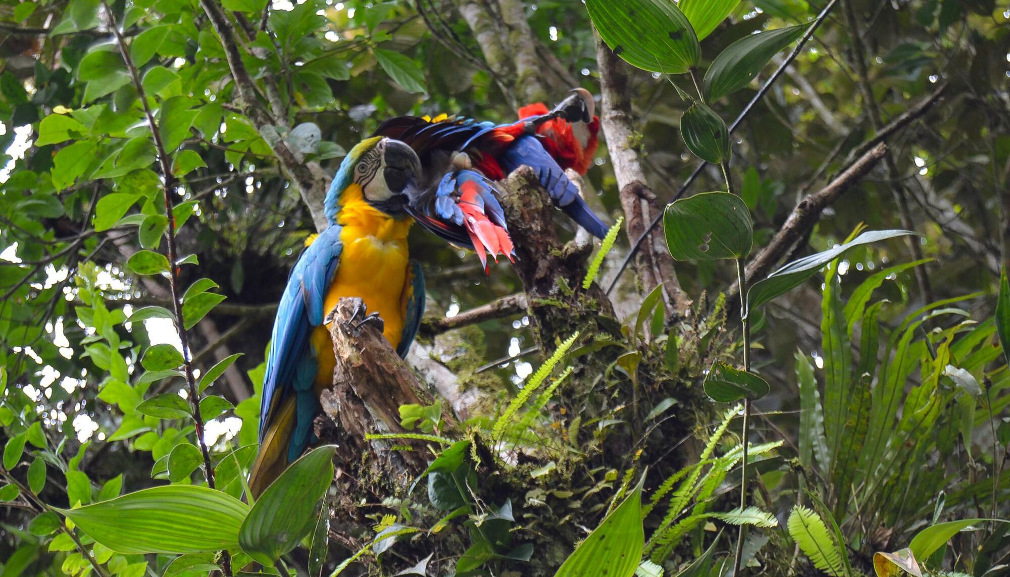 Turismo y ecología en Ecuador - 1