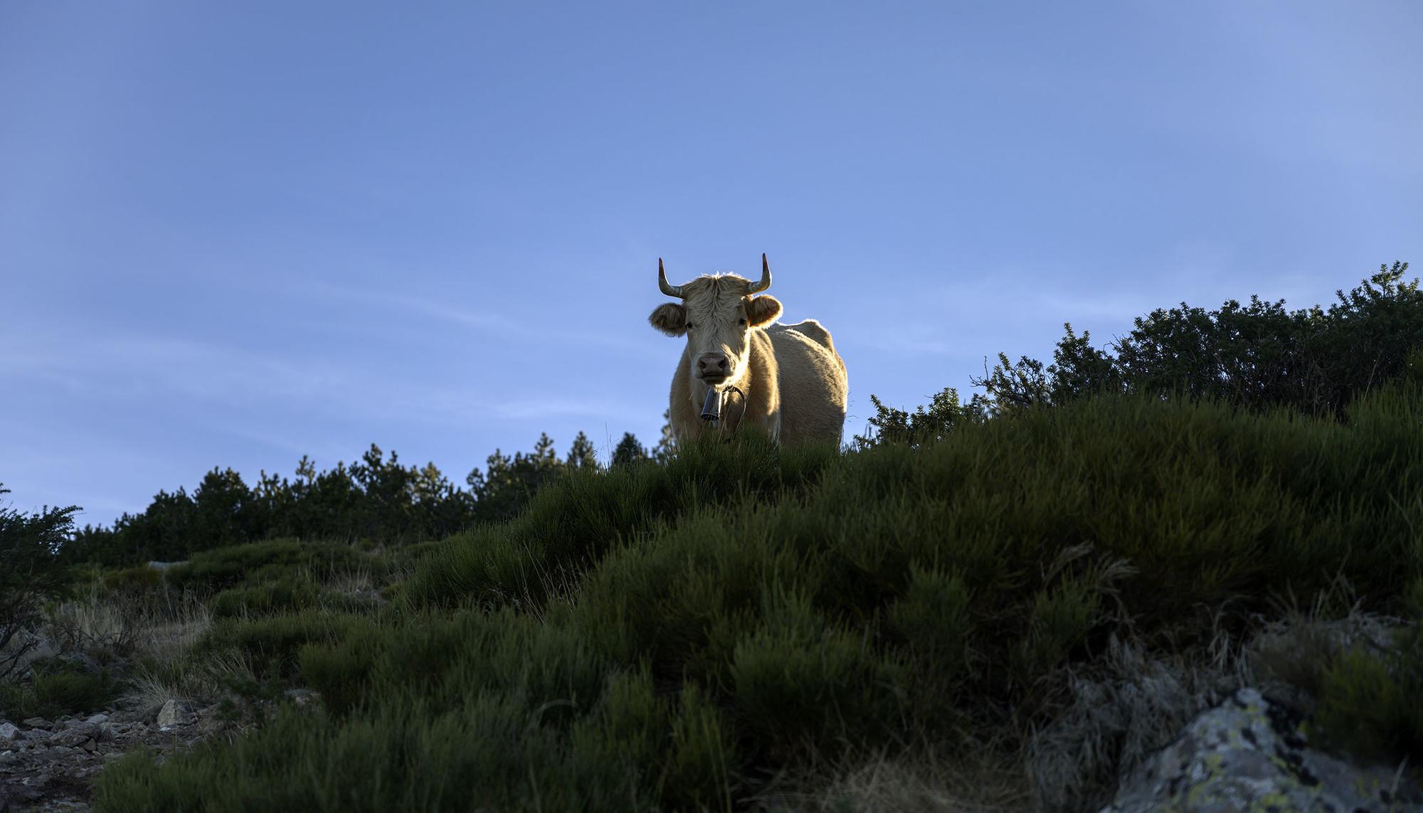 Ganado bovino en Segovia
