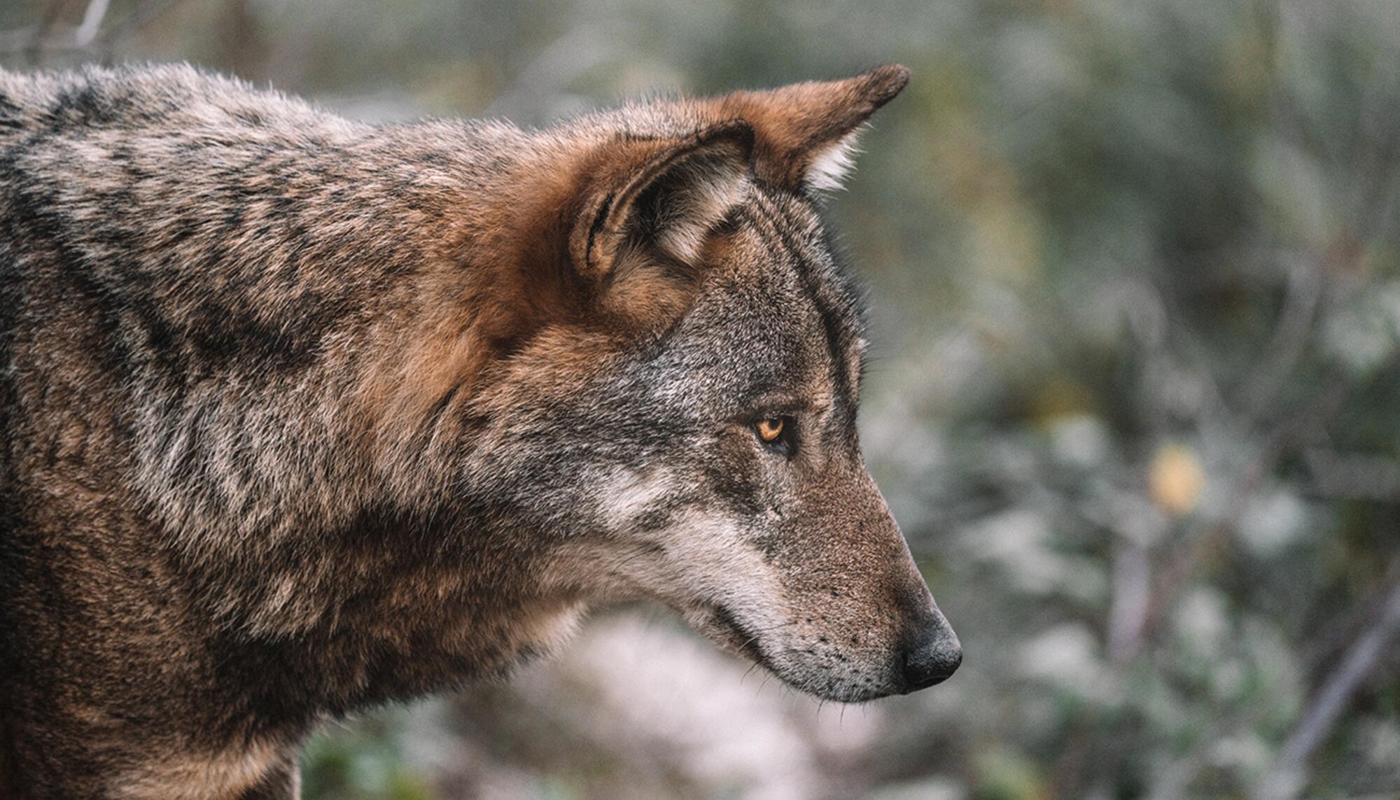 Lobo Federico di Dio