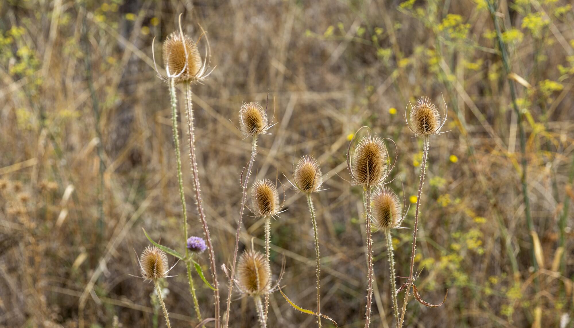 Cardos en el campo navarro