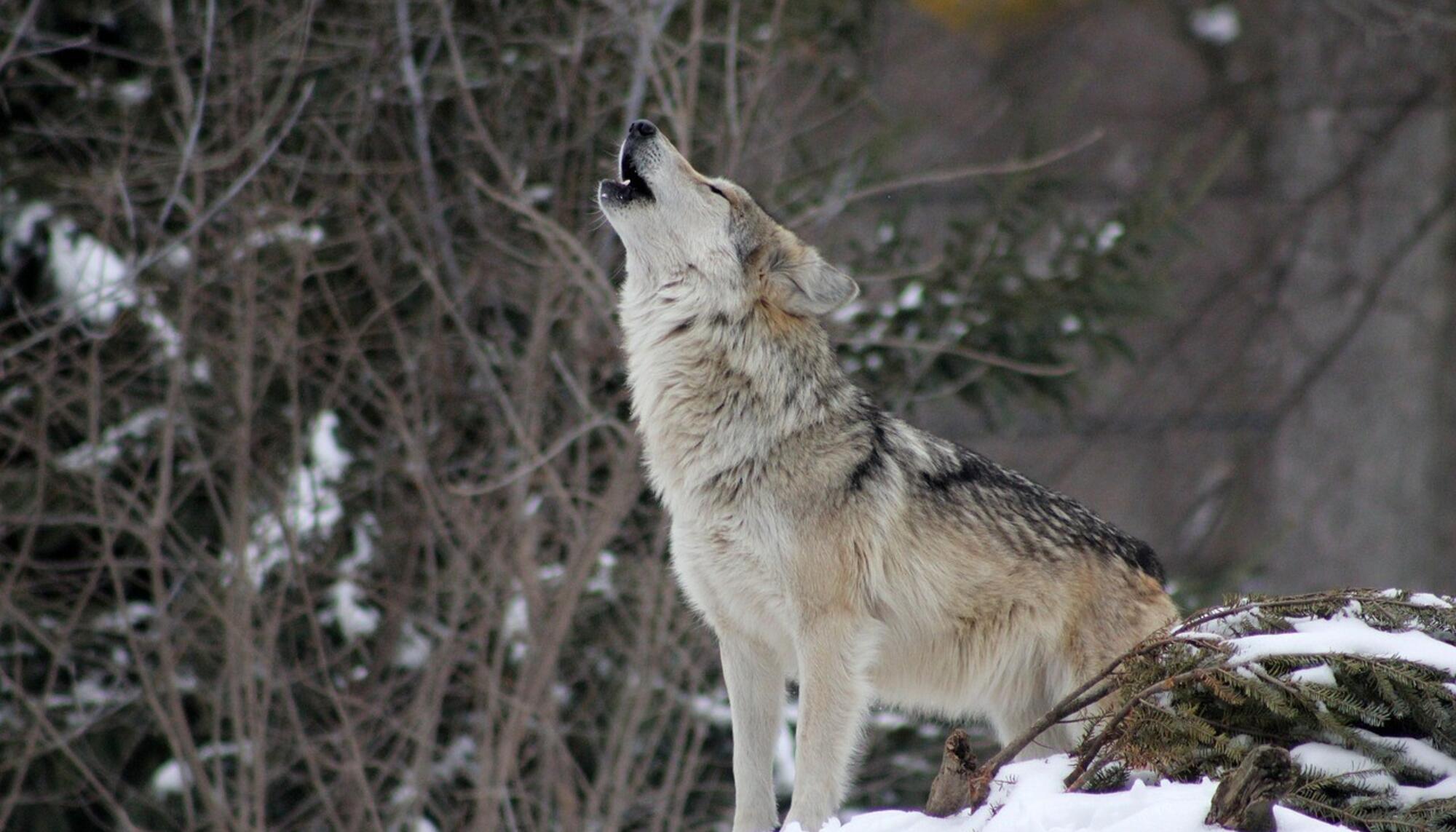 Lobo aullando