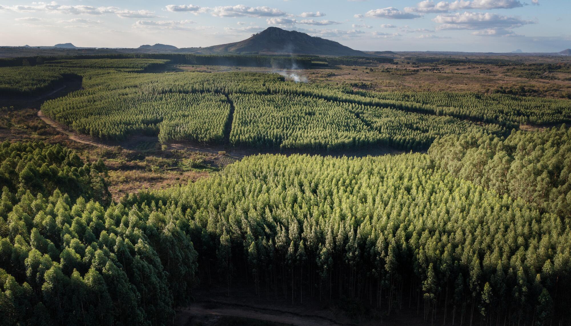 Industria celulosa en Mozambique - 3