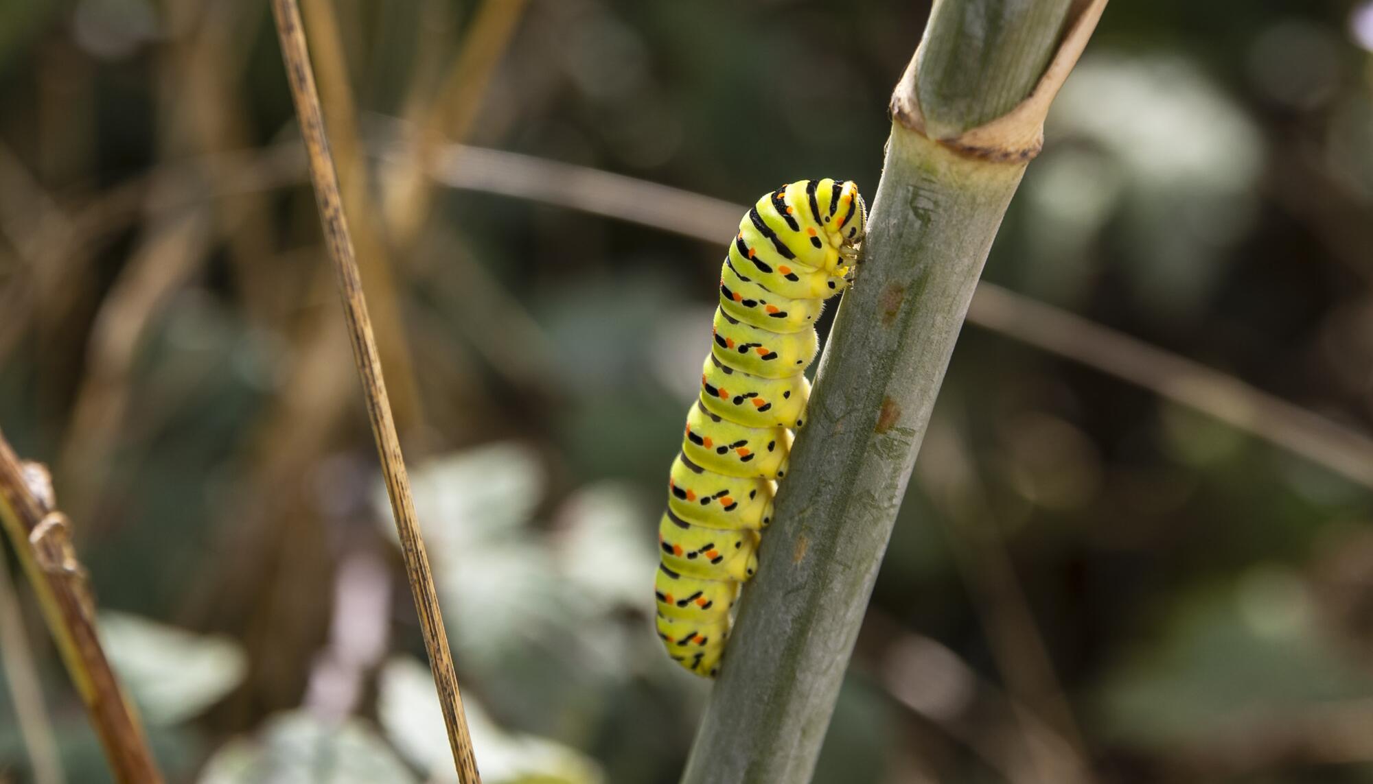 Oruga Papilio Machaon