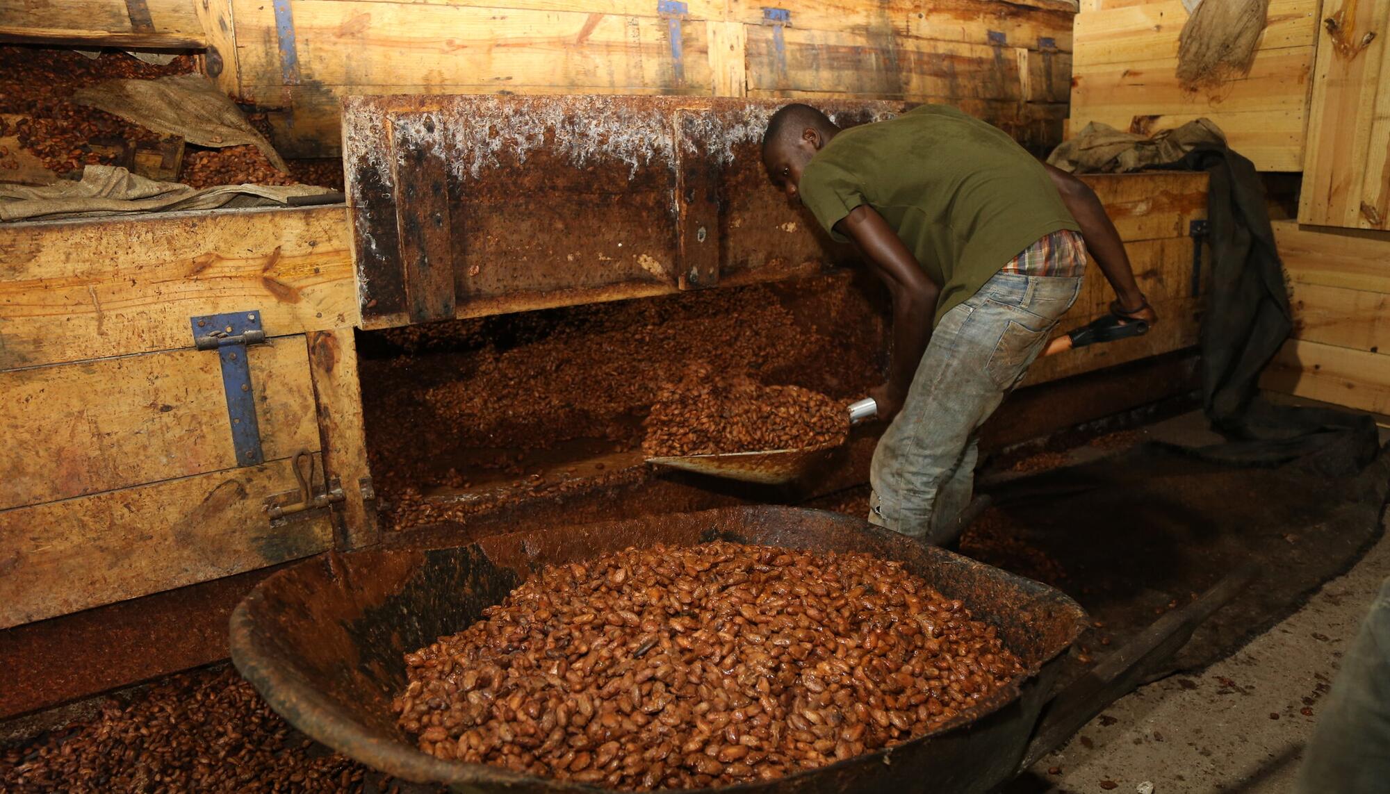 Cacao Dominicana