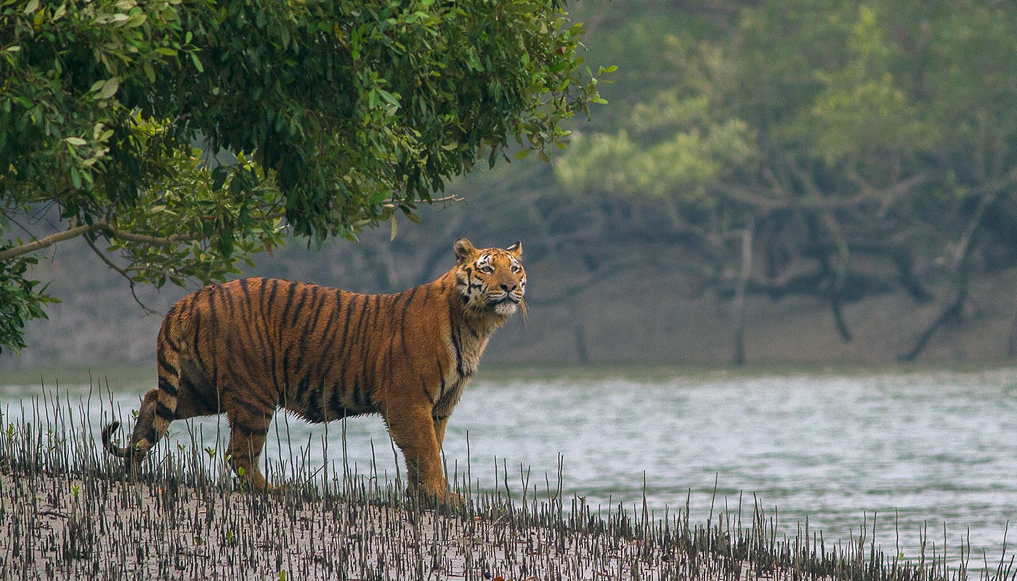 Tigre Sundarbans