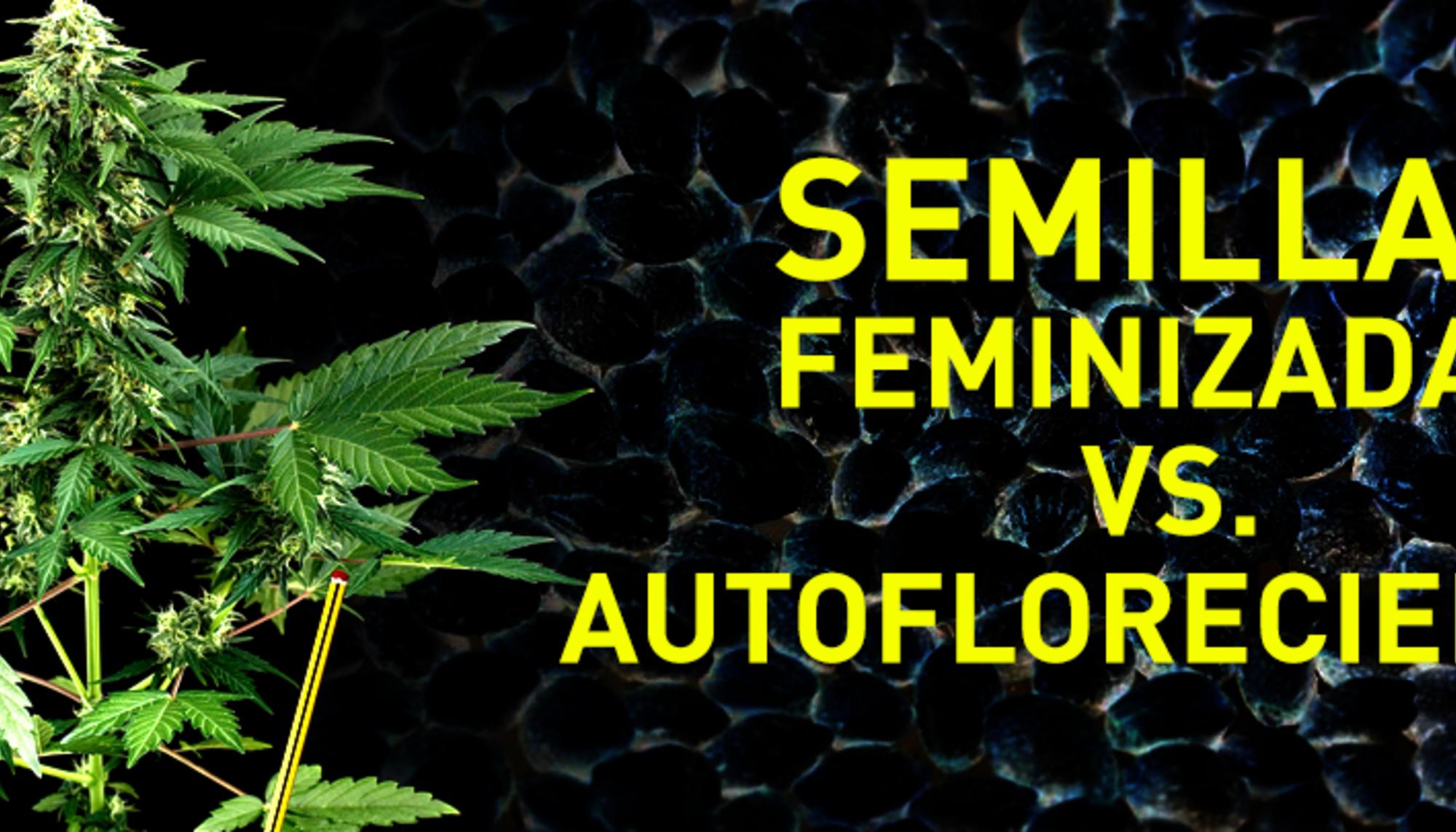 Semillas feminizadas vs Semillas autoflorecientes - Van Nutrients