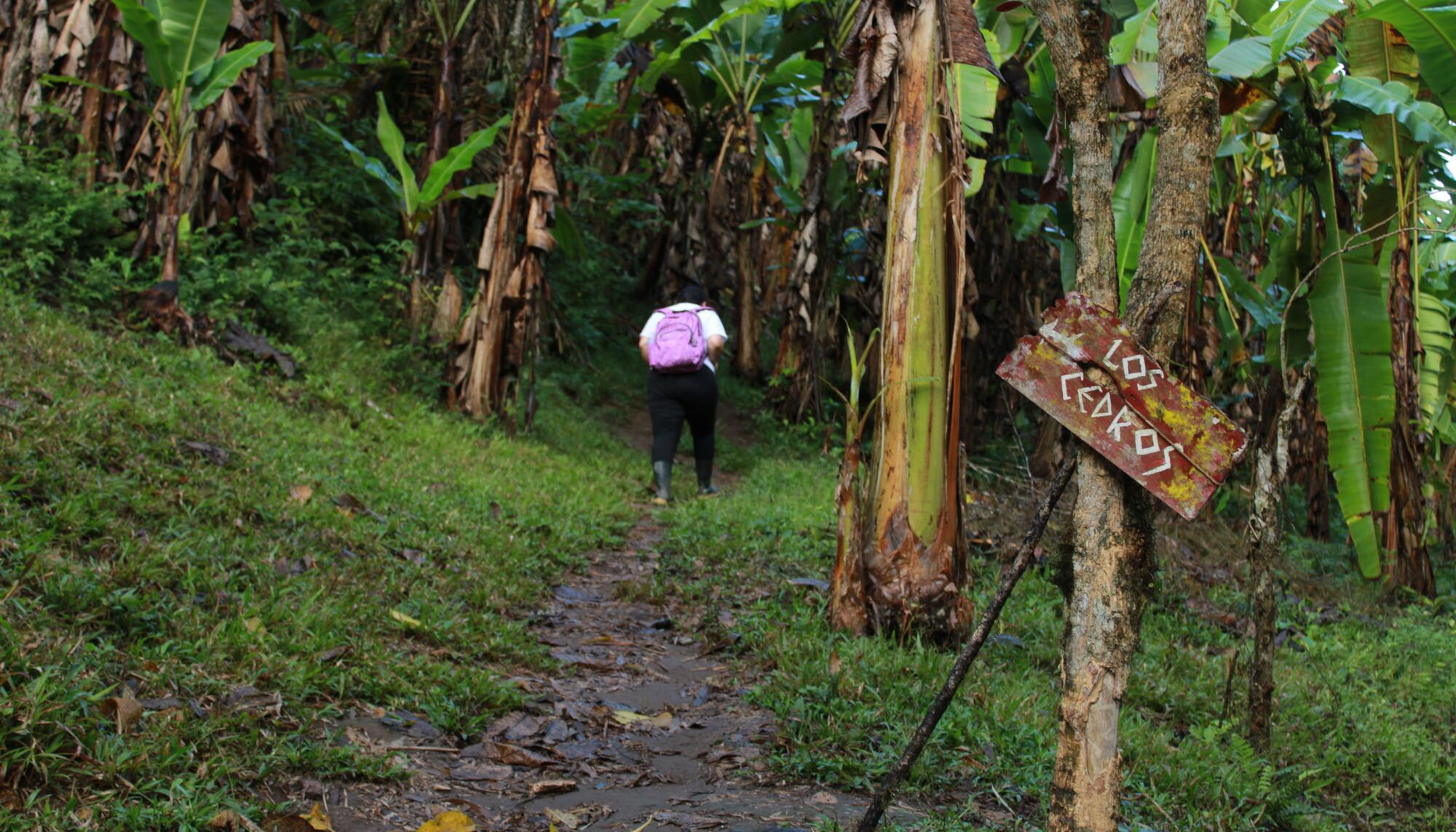 Estación Científica del Bosque Los Cedros.