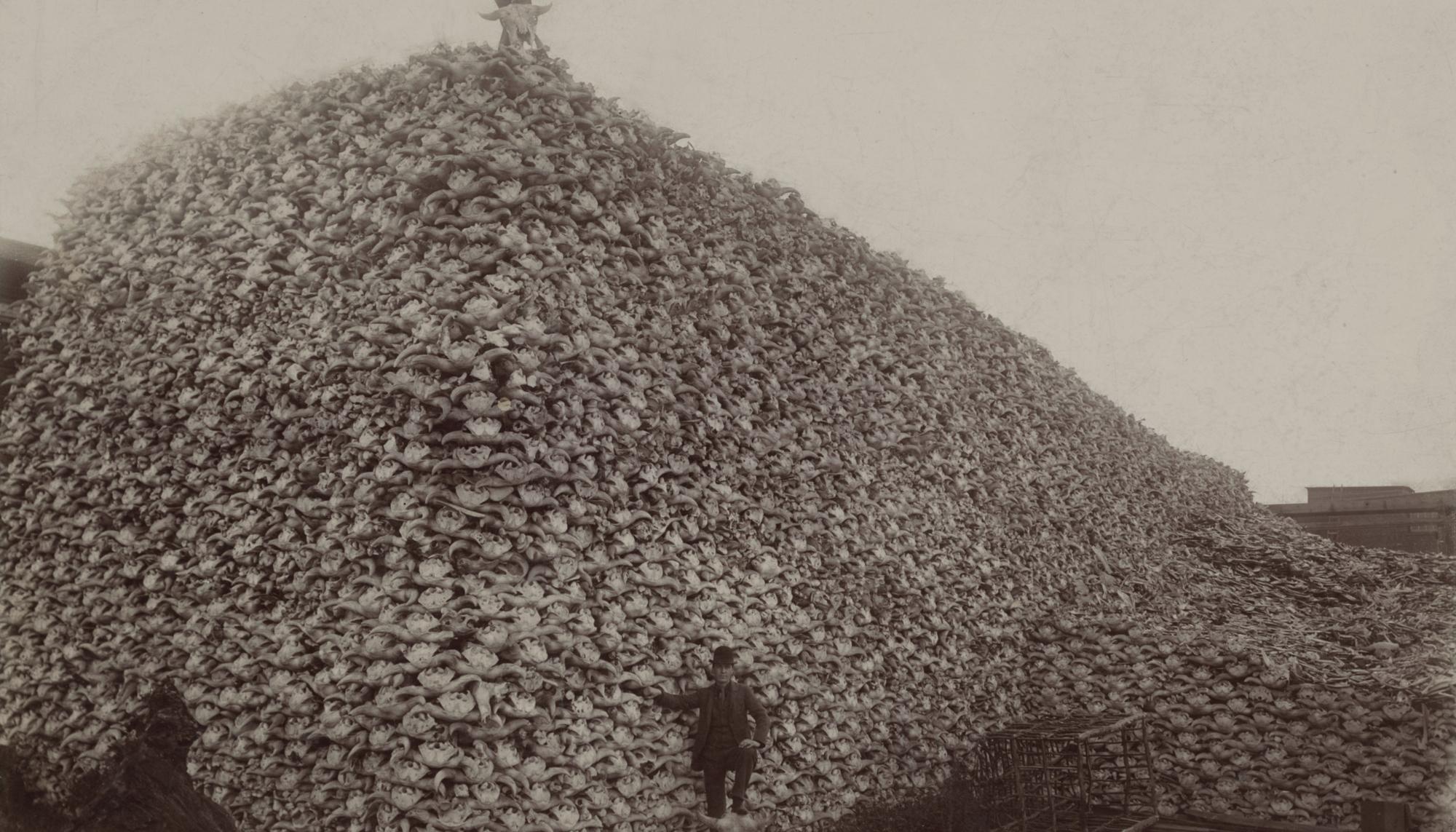 Montaña de cráneos de bisonte