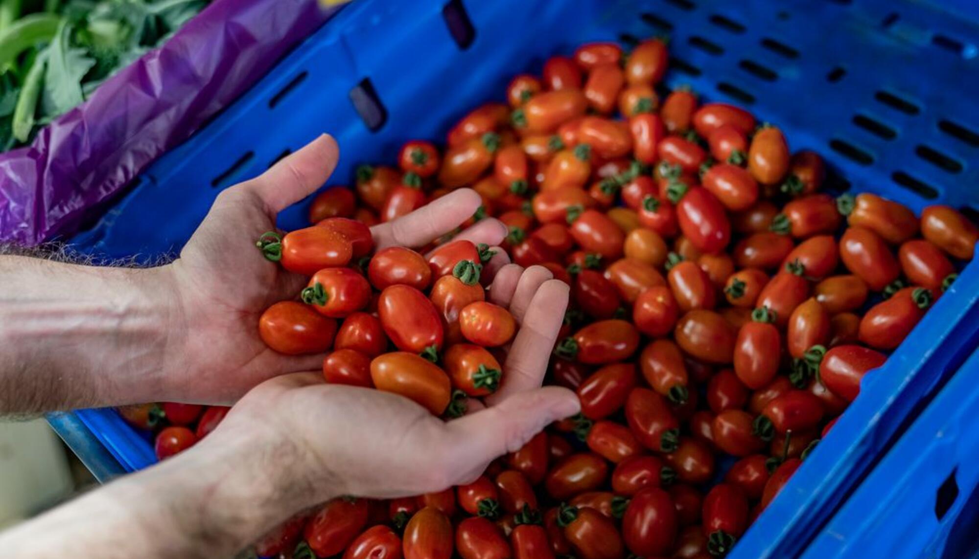 Una persona muestra un puñado de tomates  de una caja en el supermercado FoodCoop BCN (Autoría: Laura Guerrero para barcelona.cat)