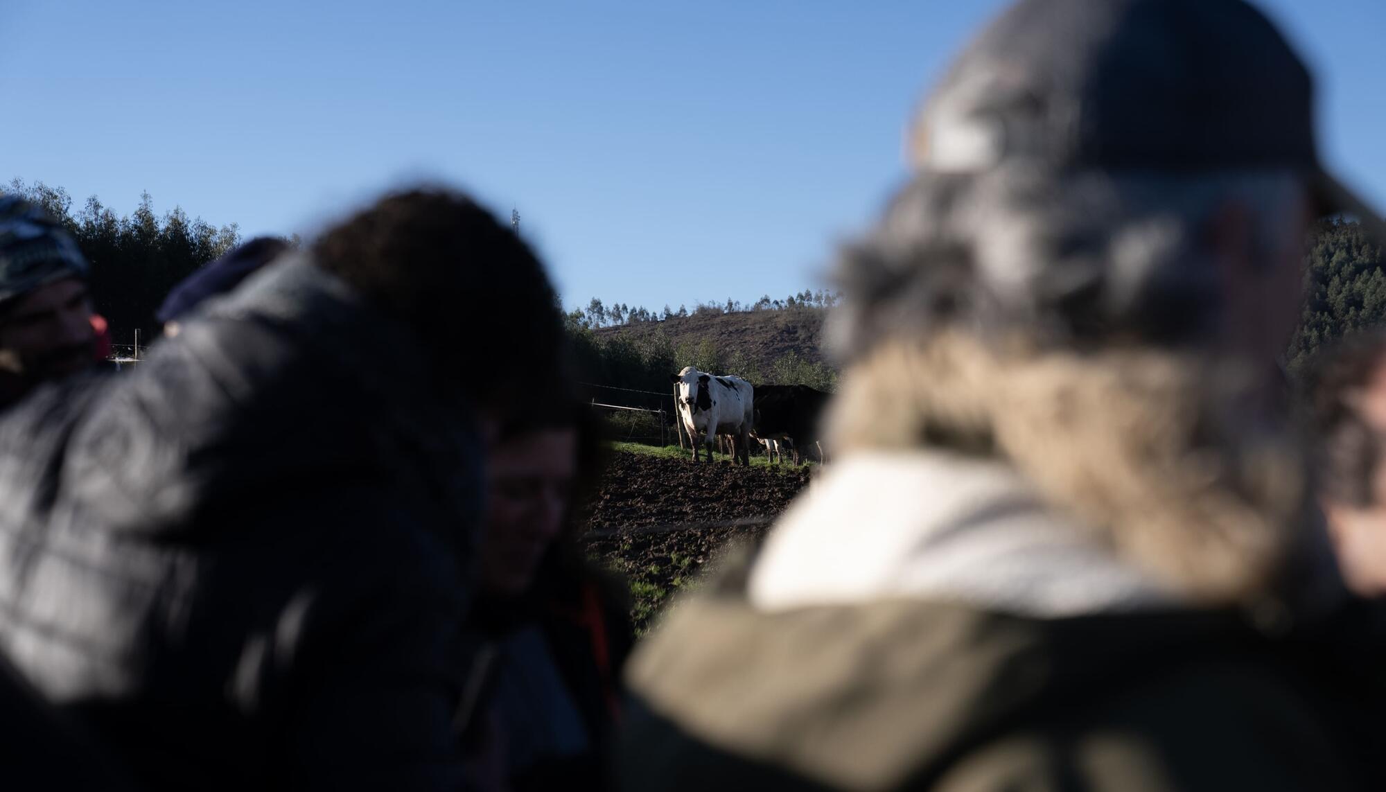 Vacas en el santuario La Manada Cántabra.