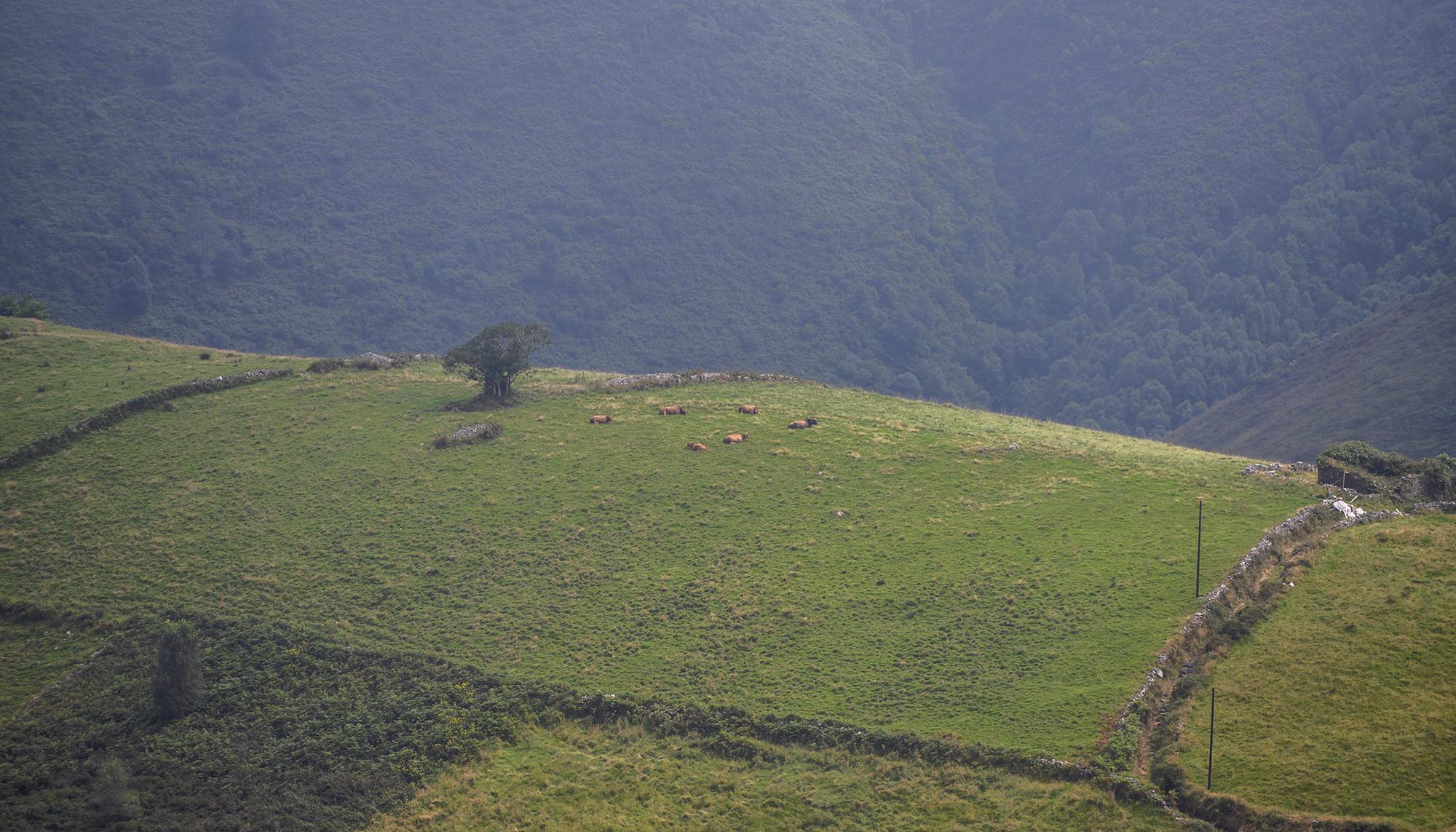Asturias rural eólica verano - 18