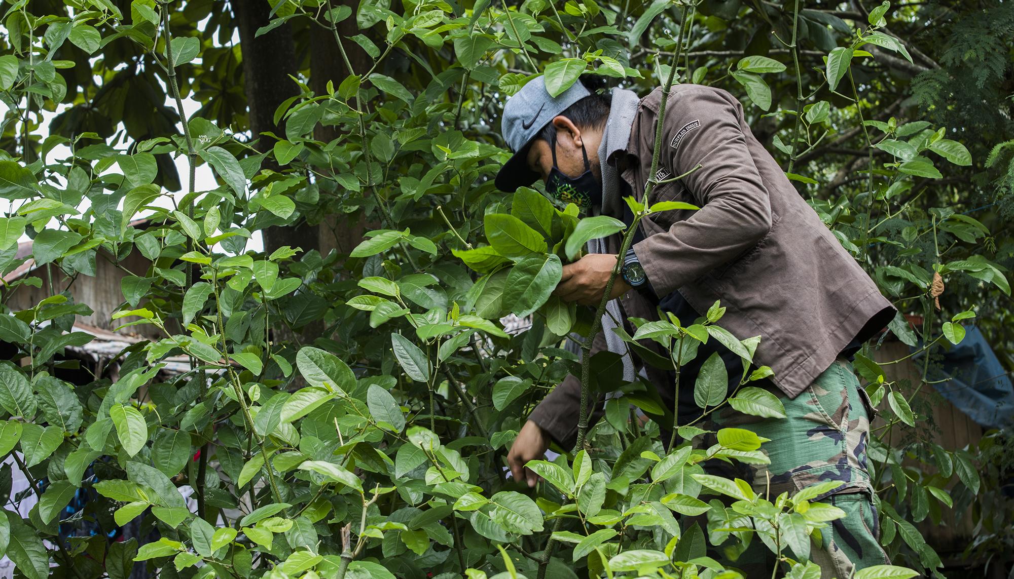 Comando Matico, medicina alternativa en la amazonía peruana. - 5