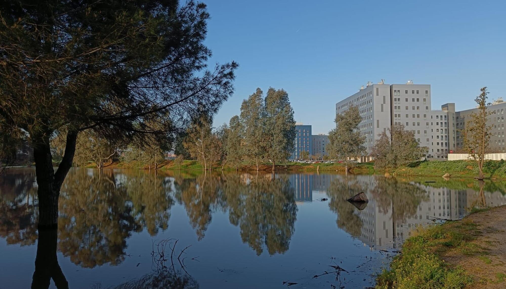 La laguna del Sapo en la llanura aluvial del Ranillas, distrito Este de Sevilla