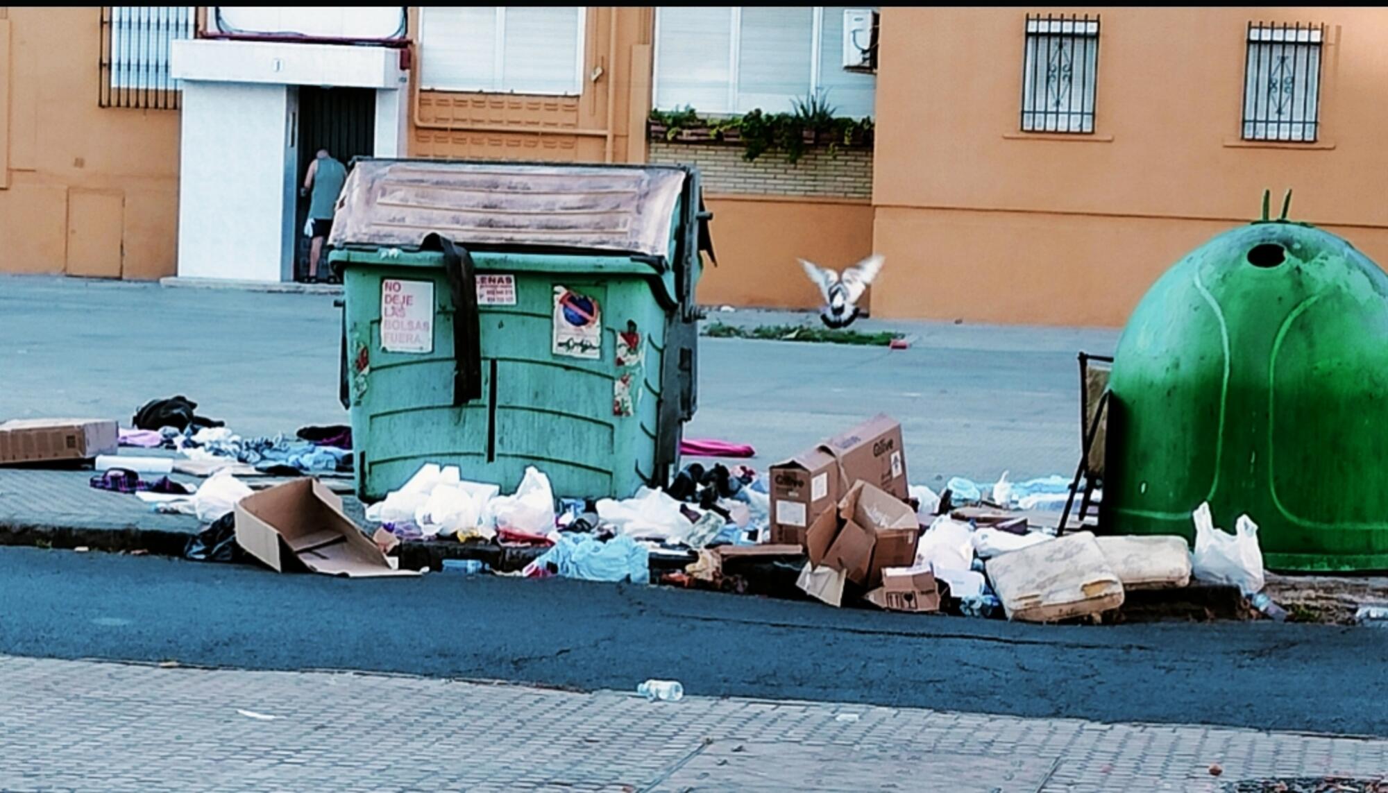 Paloma en la basura