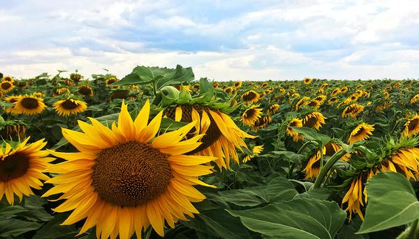 Alimentación | ¿Pero qué está pasando con el girasol? - El Salto -  Extremadura