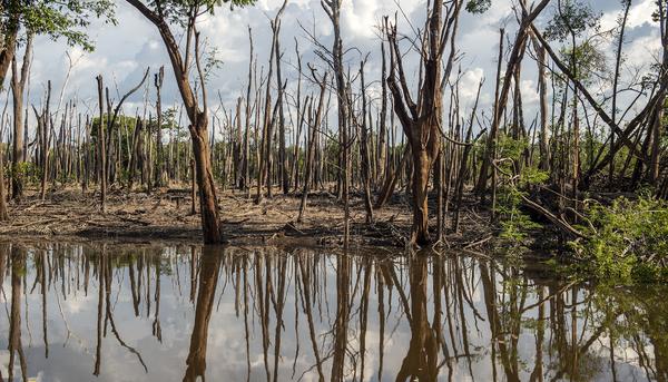 Biodiversidad El Peligroso Vinculo Entre Destruccion De