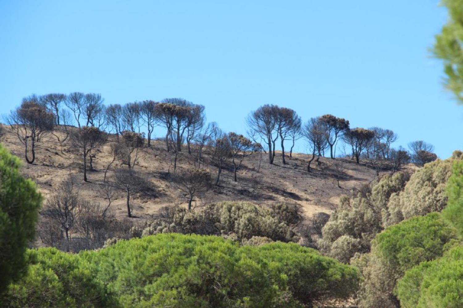 doñana