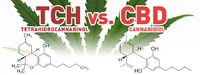 Cannabis | Diferencias Entre THC Y CBD - El Salto - Edición General