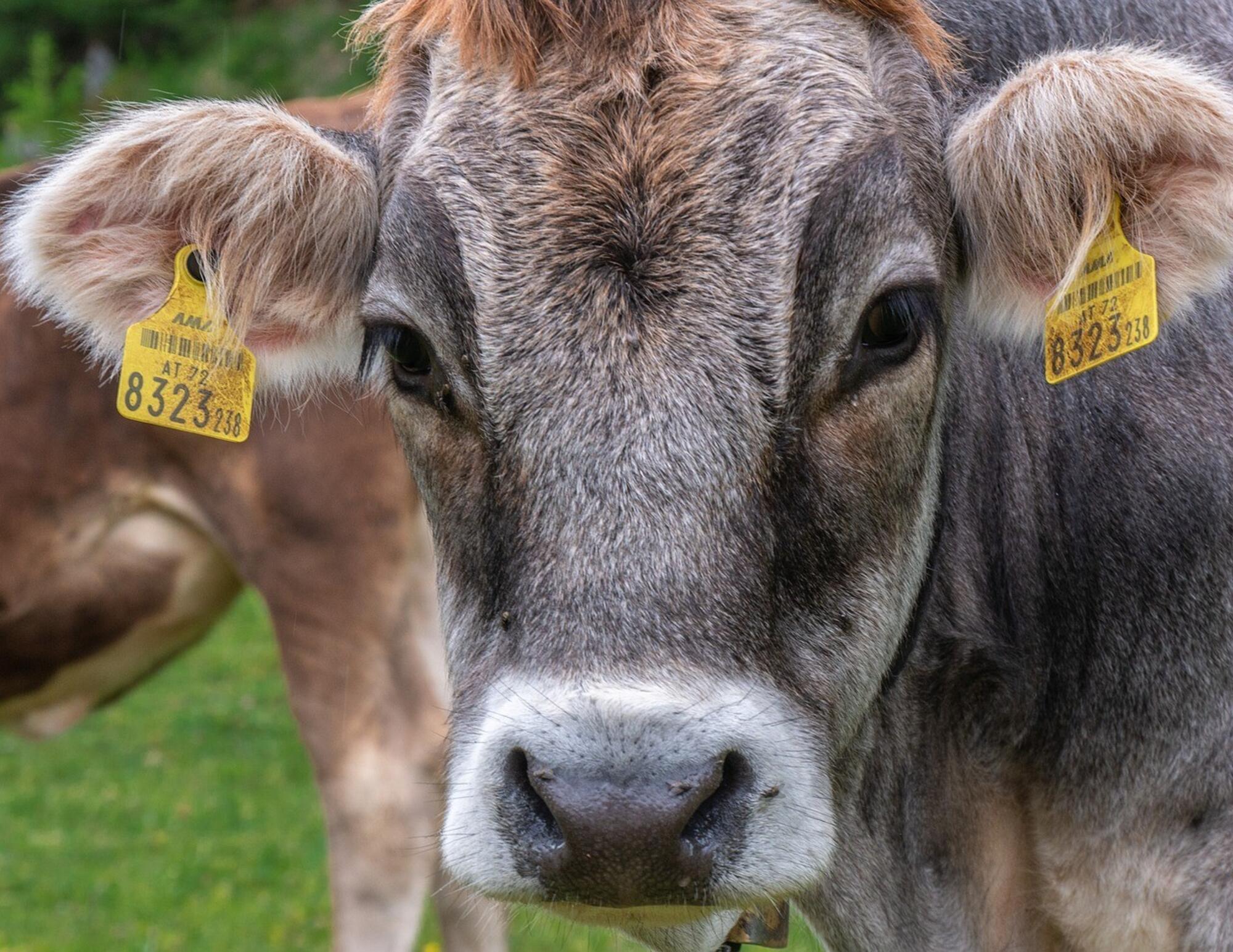 Proteger la biodiversidad con ética animal