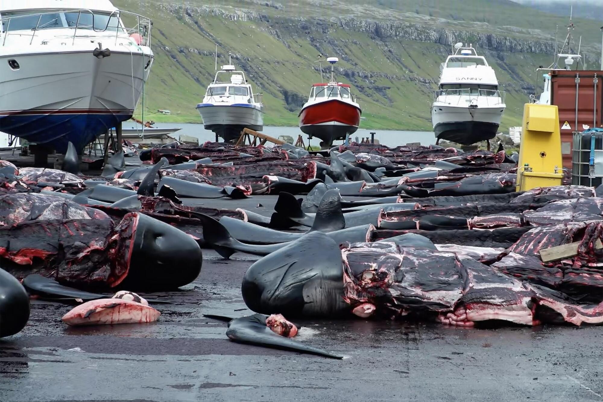 Matanza de delfines calderon Islas Feroe - 2