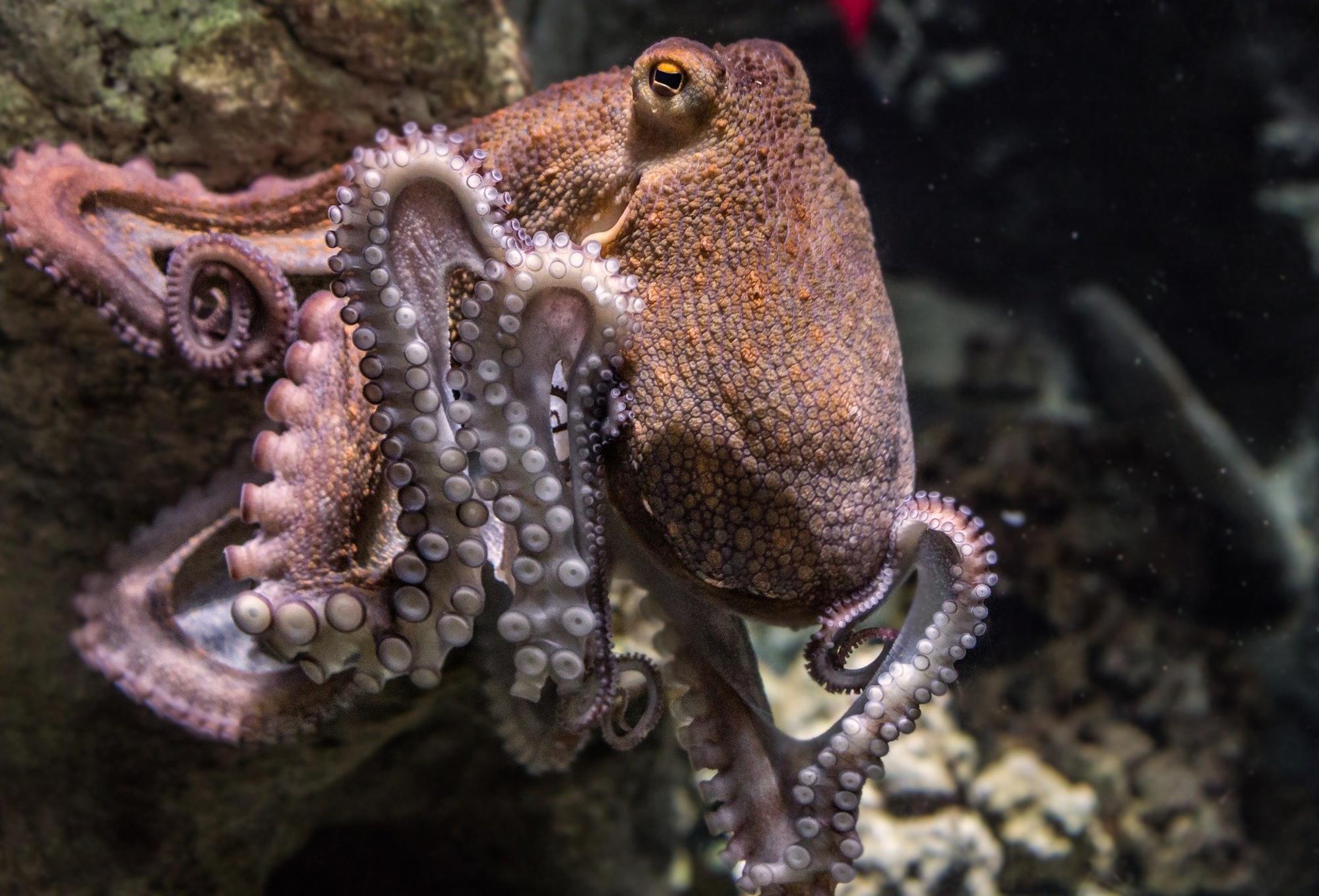 Un pulpo