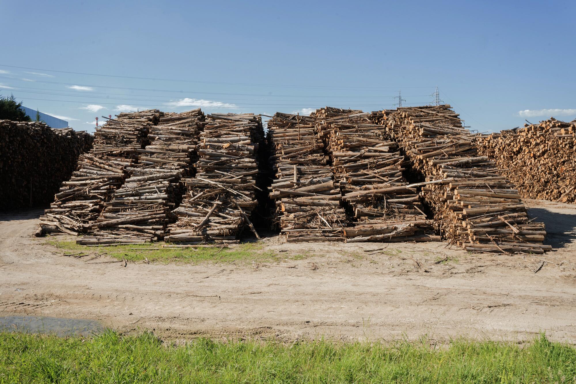 Industria celulosa en Mozambique - 5