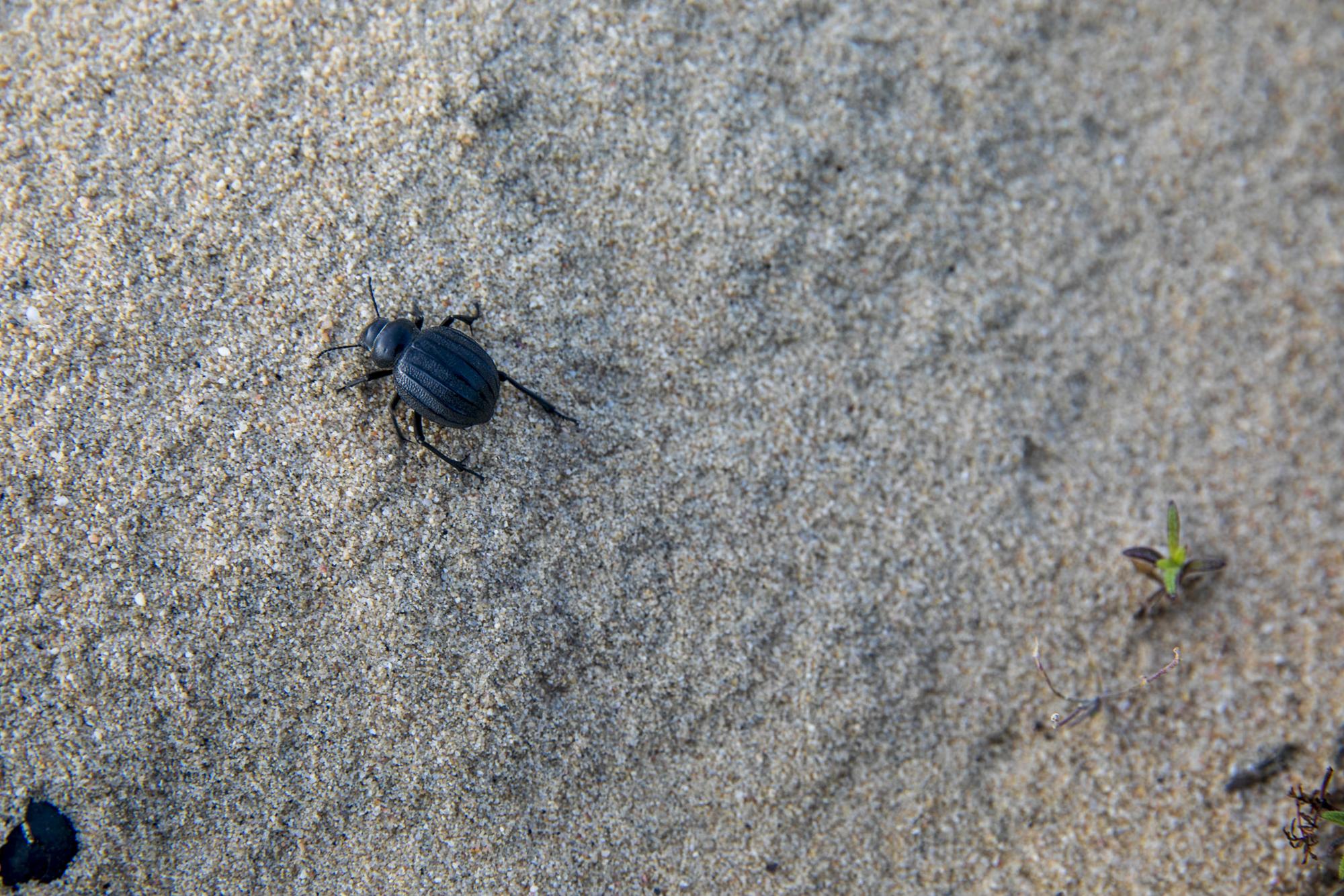 Insectos Doñana