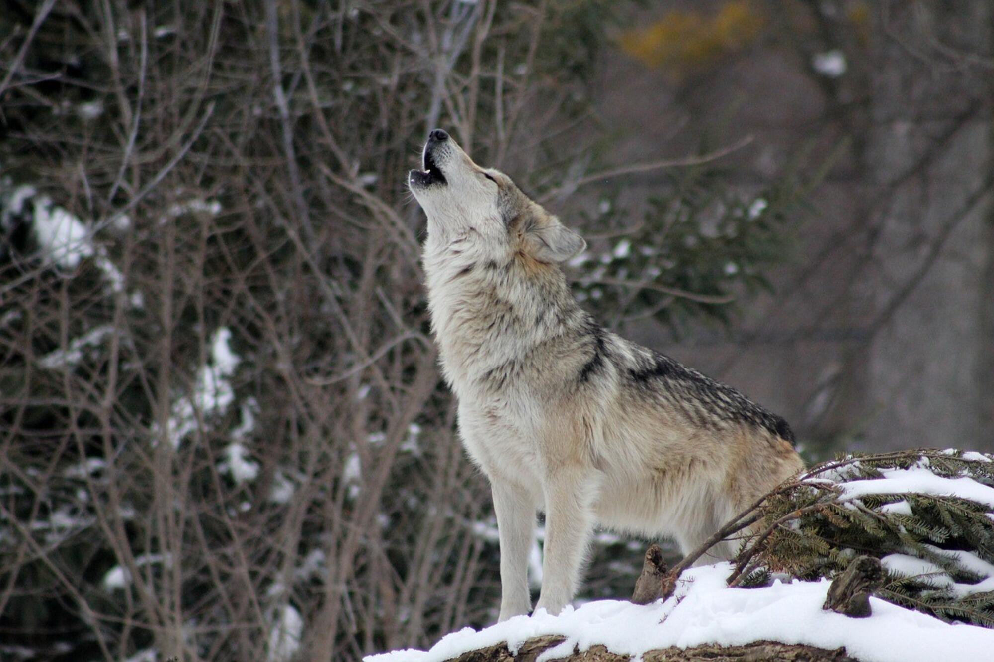 Lobo aullando