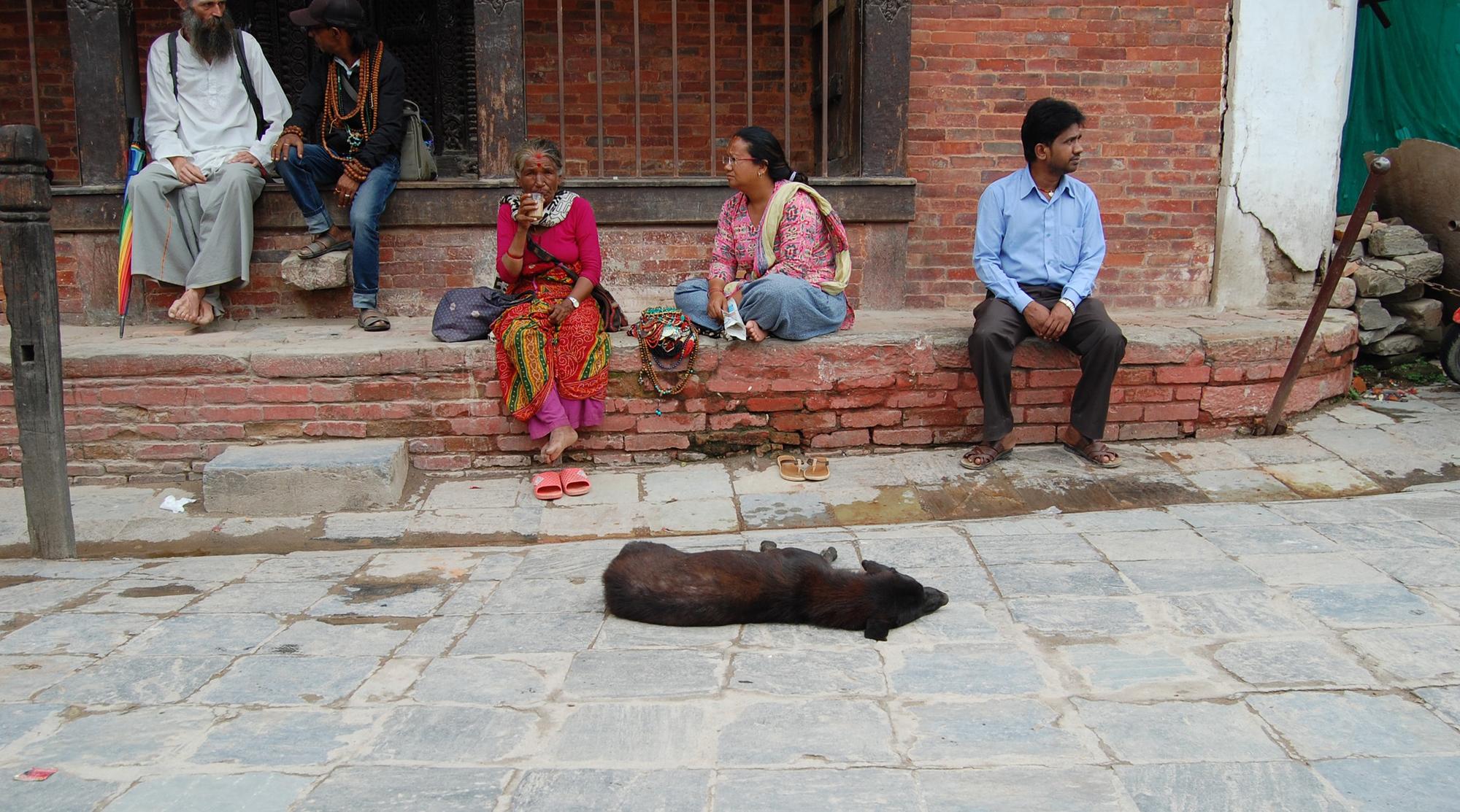 Perros en Nepal
