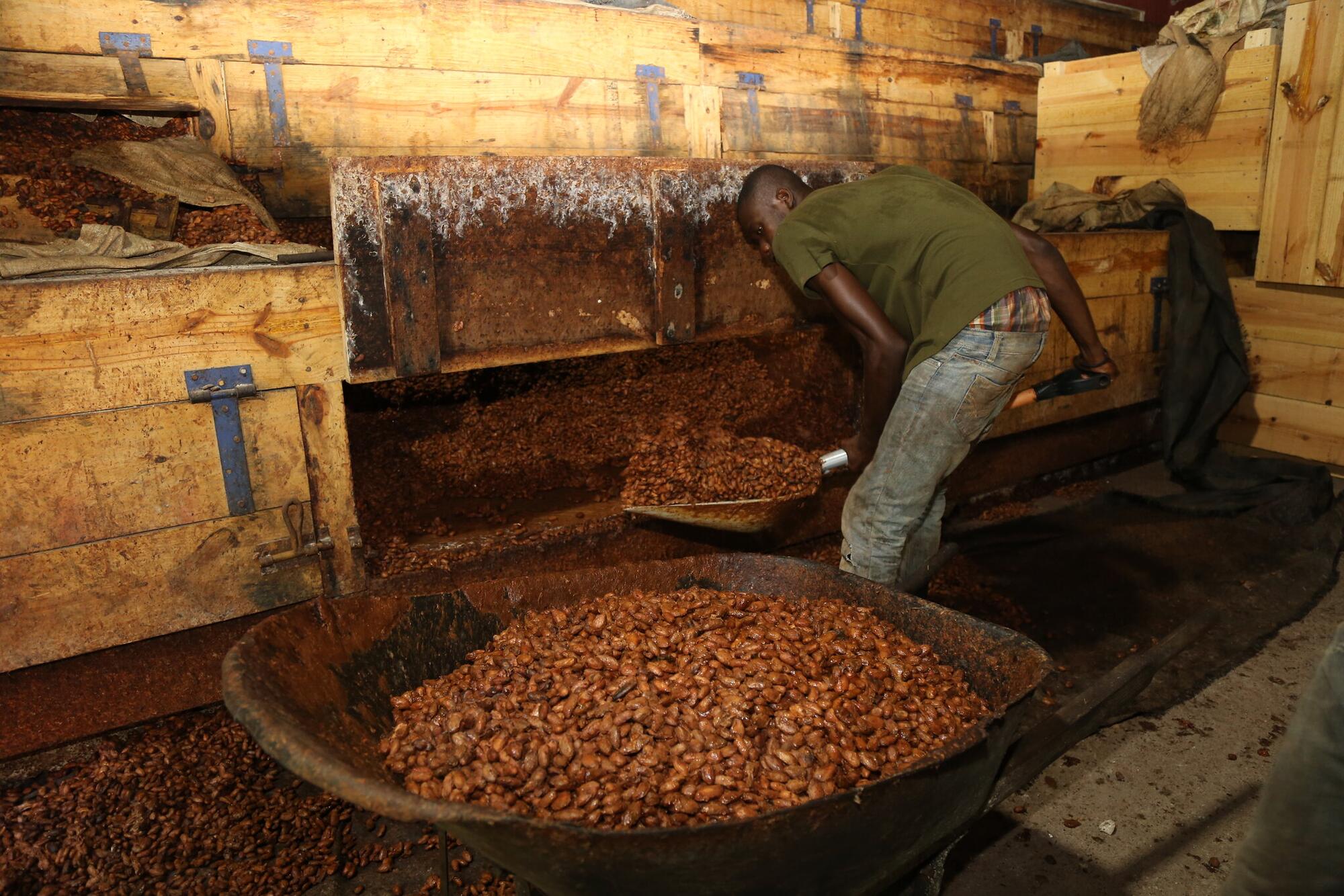 Cacao Dominicana