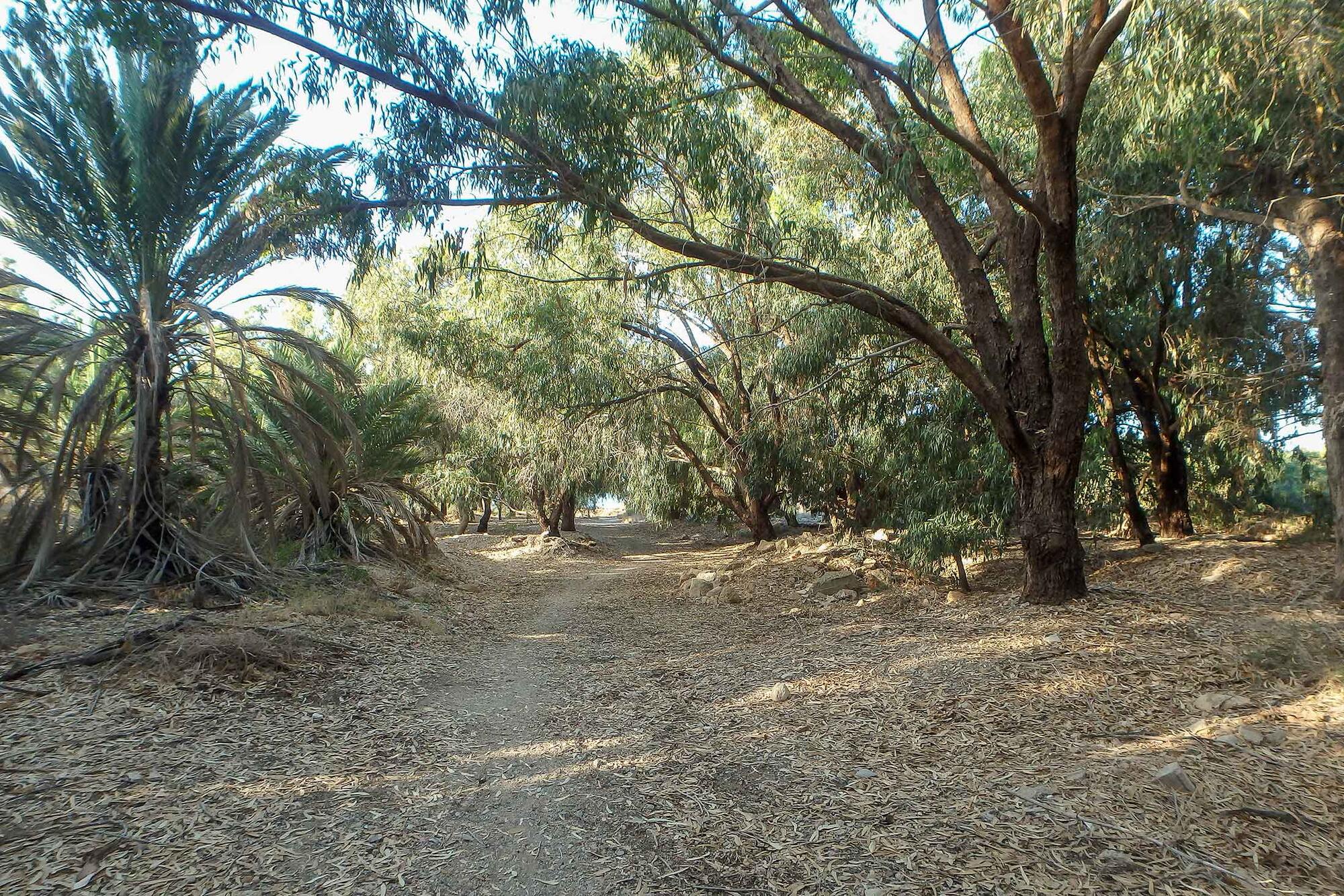 Palmeral Azohia Murcia