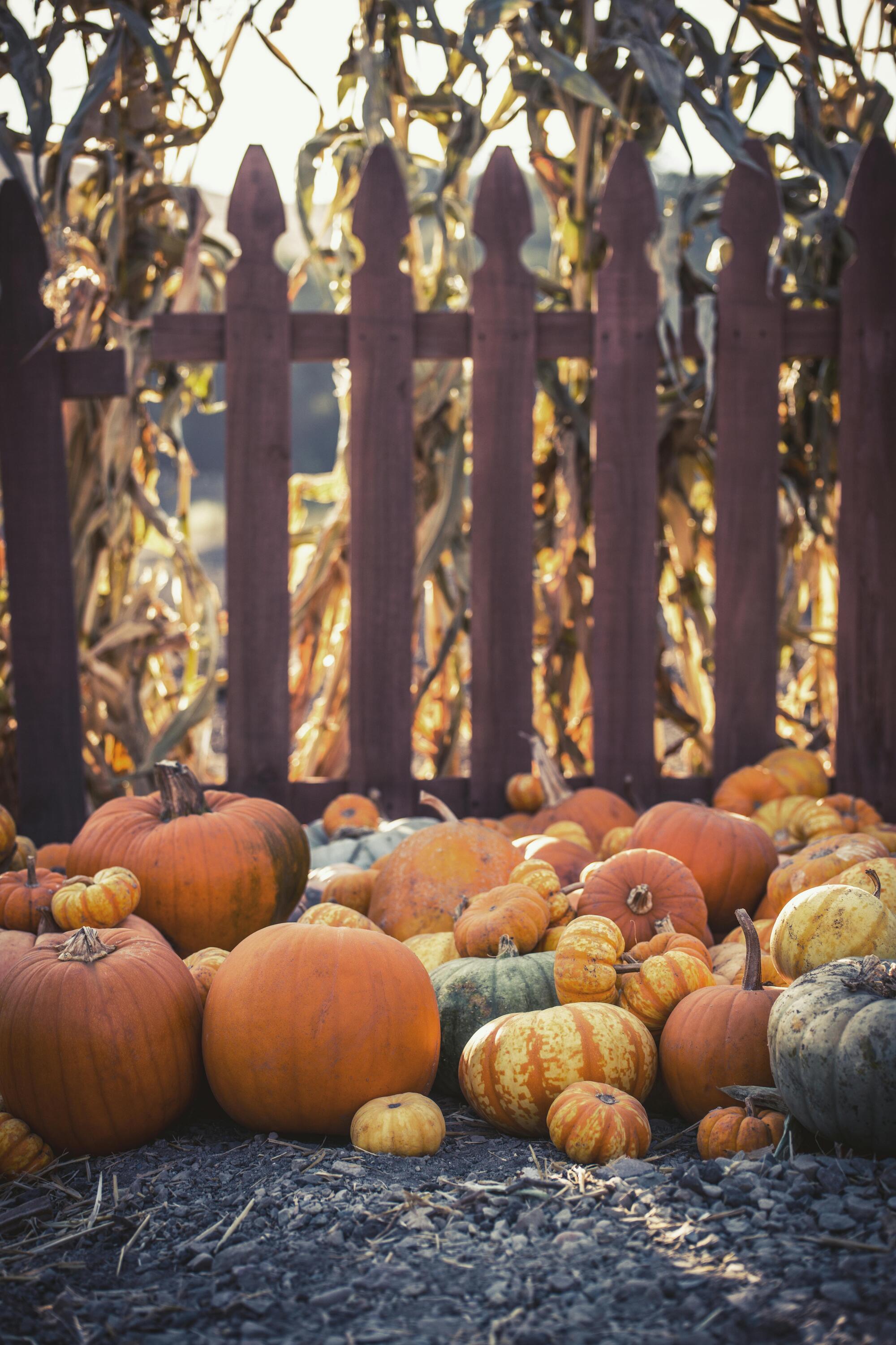 calabazas-ecotopias