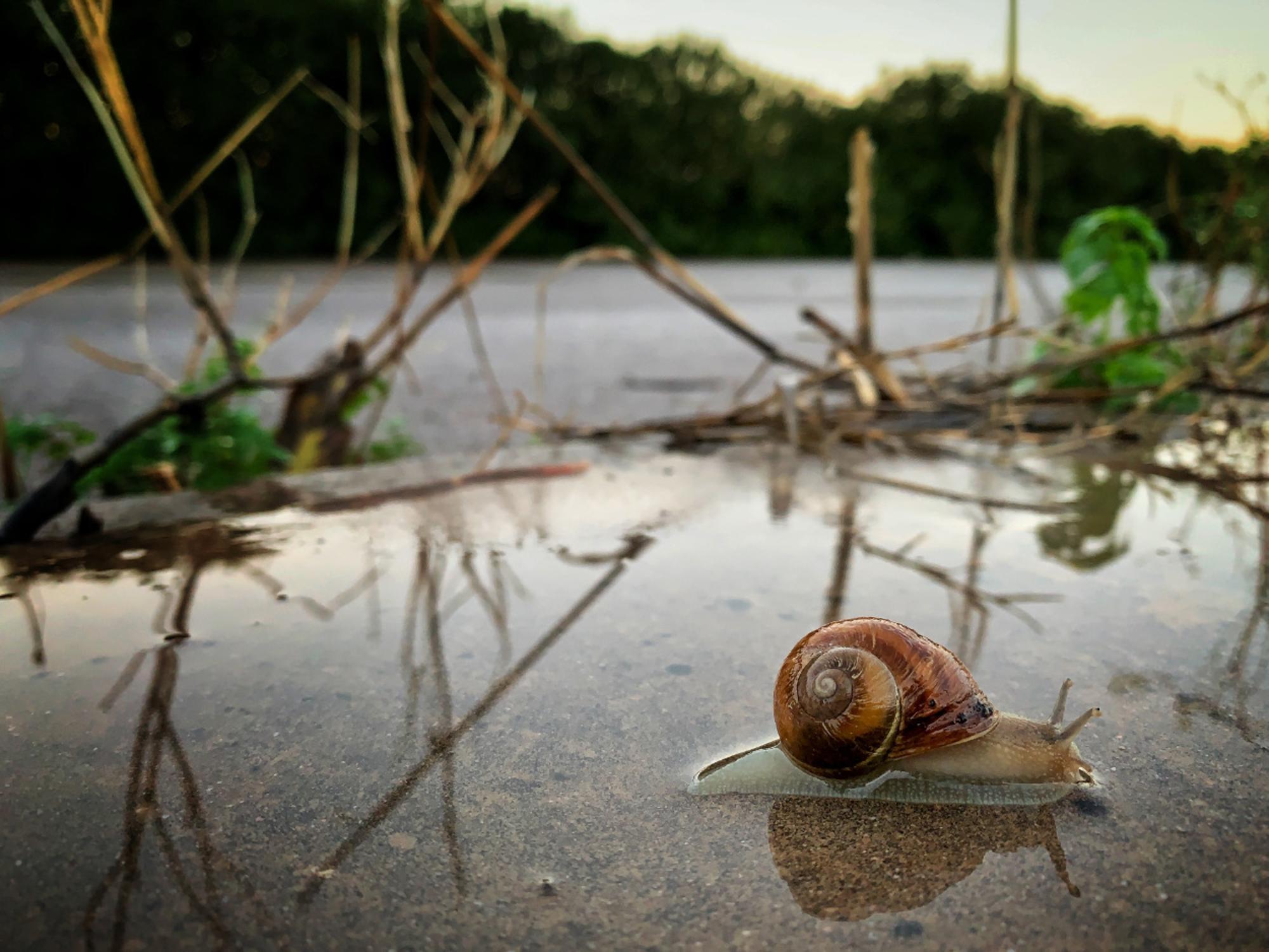 Caracol