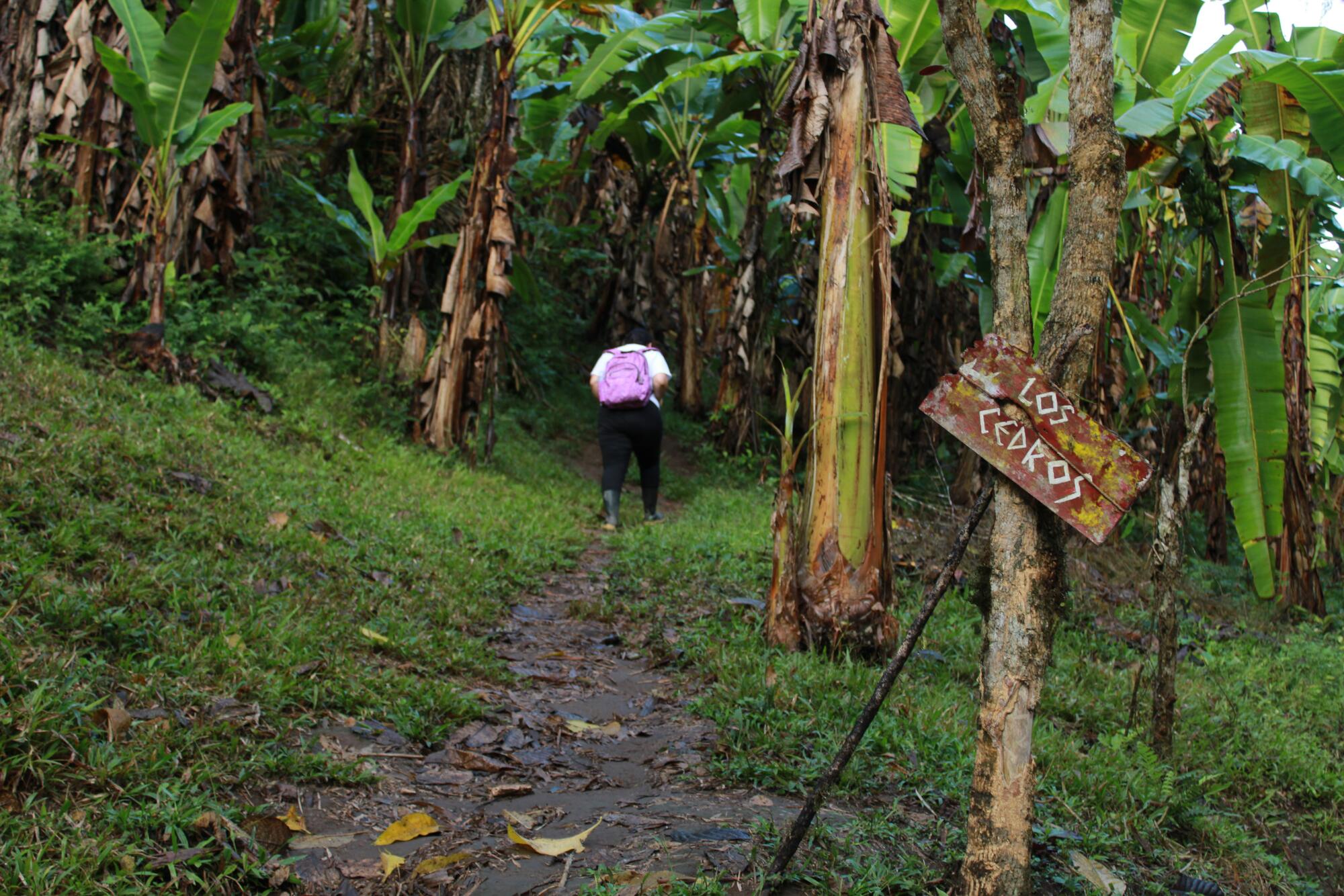 Estación Científica del Bosque Los Cedros.